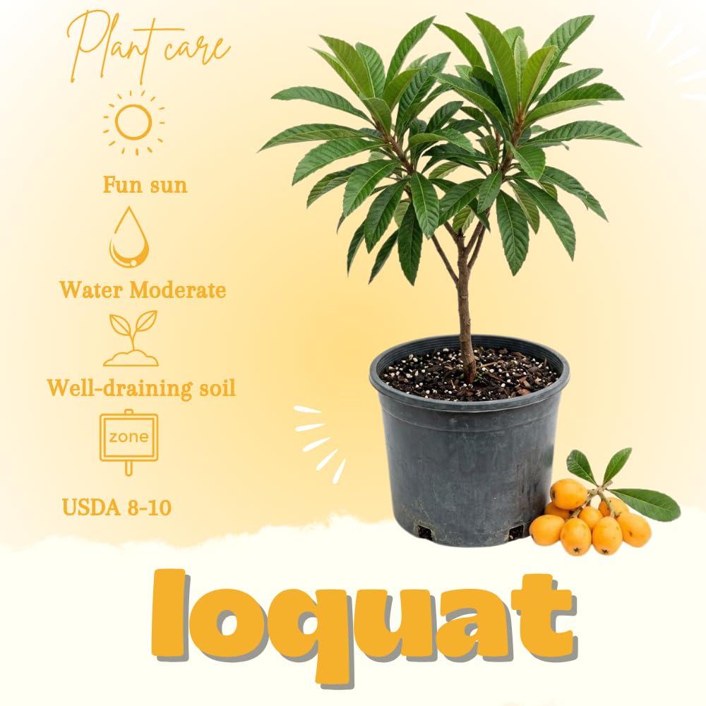 Loquat Tree Live Plant, Loquat Fruit Trees Live Plants, 1-2 Feet Tall in 3 Gallon Pot, Sweet Fruit Tree for Outdoor Planting, No Ship to CA