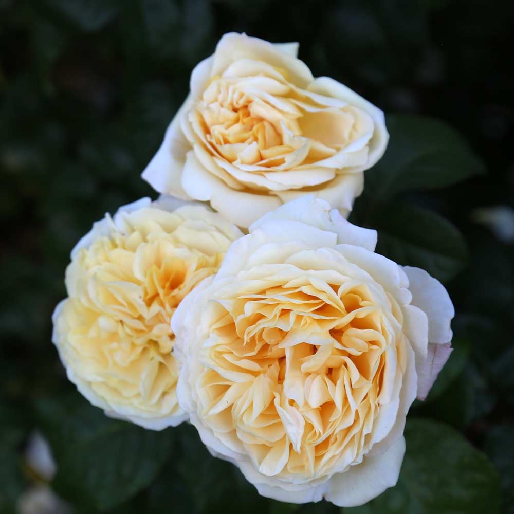 Heirloom Roses Hybrid Tea Rose Bush - Moonlight Romantica® Live Yellow Rose Plant for Outdoor Planting