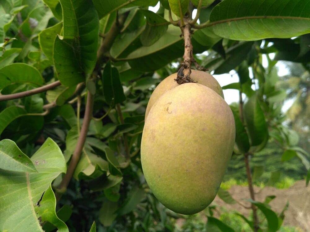 Mango Tree - Live Fruit Tree in a 3 Gallon Pot - Mangifera Indica 'Mallika' - Tropical Edible Fruit Bearing Tree