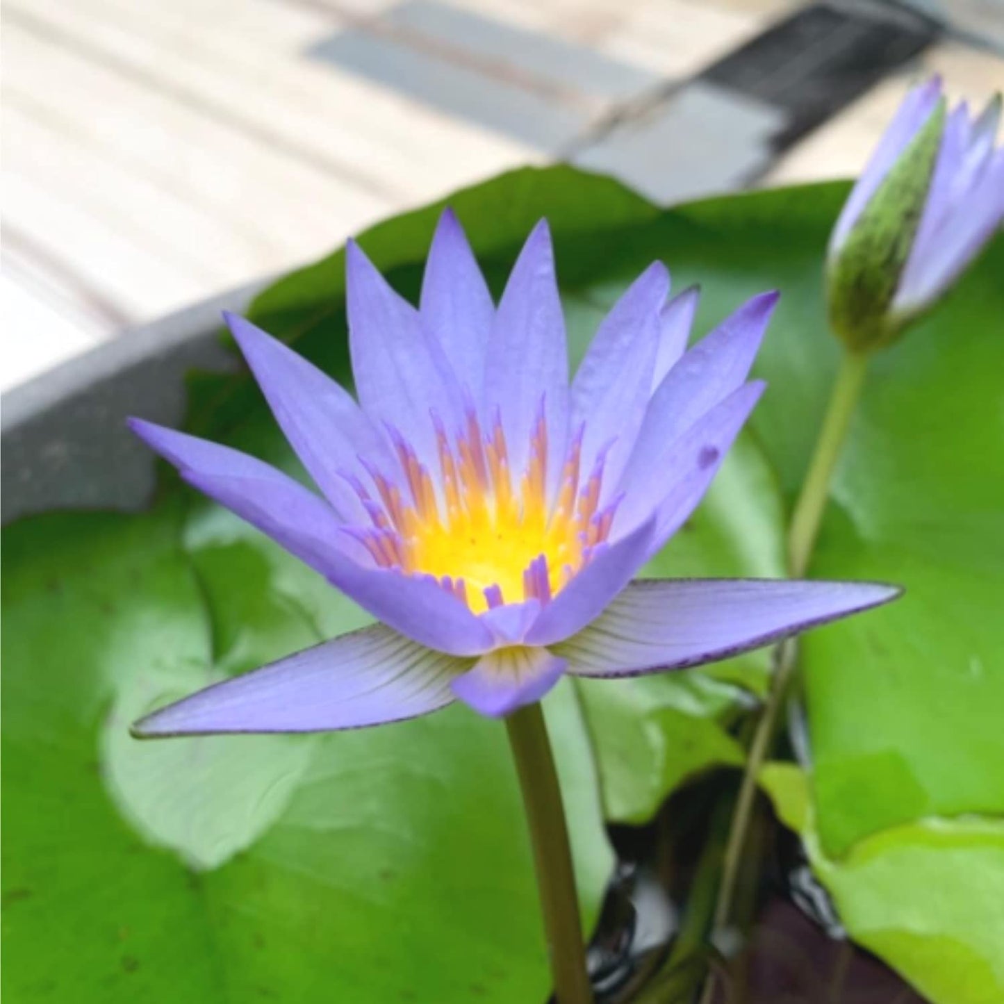 Mainam Blue Nymphaea Geena Live Aquarium Plant Tropical Water Lilies Tuber for Freshwater Fish Pond Balcony