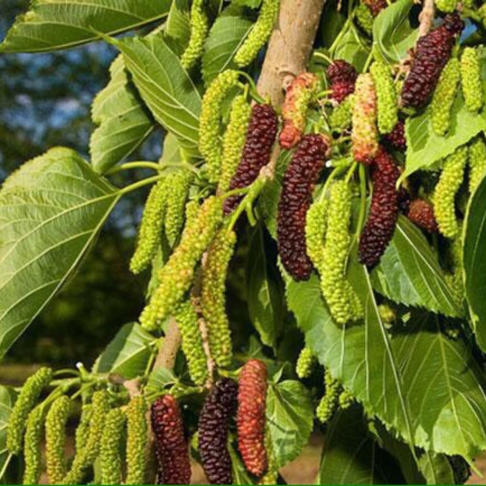 2 Mulberry Tree Live Plant, Pakistan Mulberry Plants Live for Planting Fruit Trees Indoor Outdoor Garden