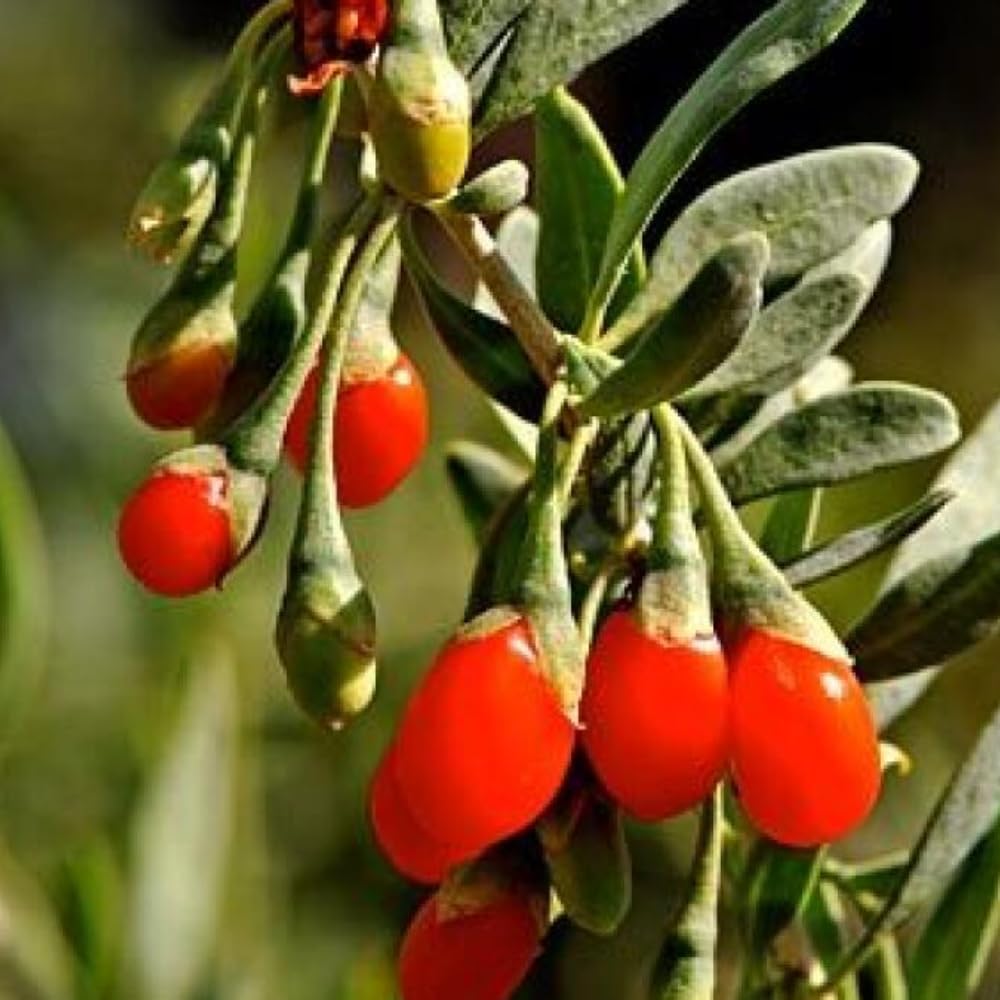 5-9" Tall Goji Berry Plant Live for Planting, Red Goji Berry Tree Live Plant, Well-Rooted