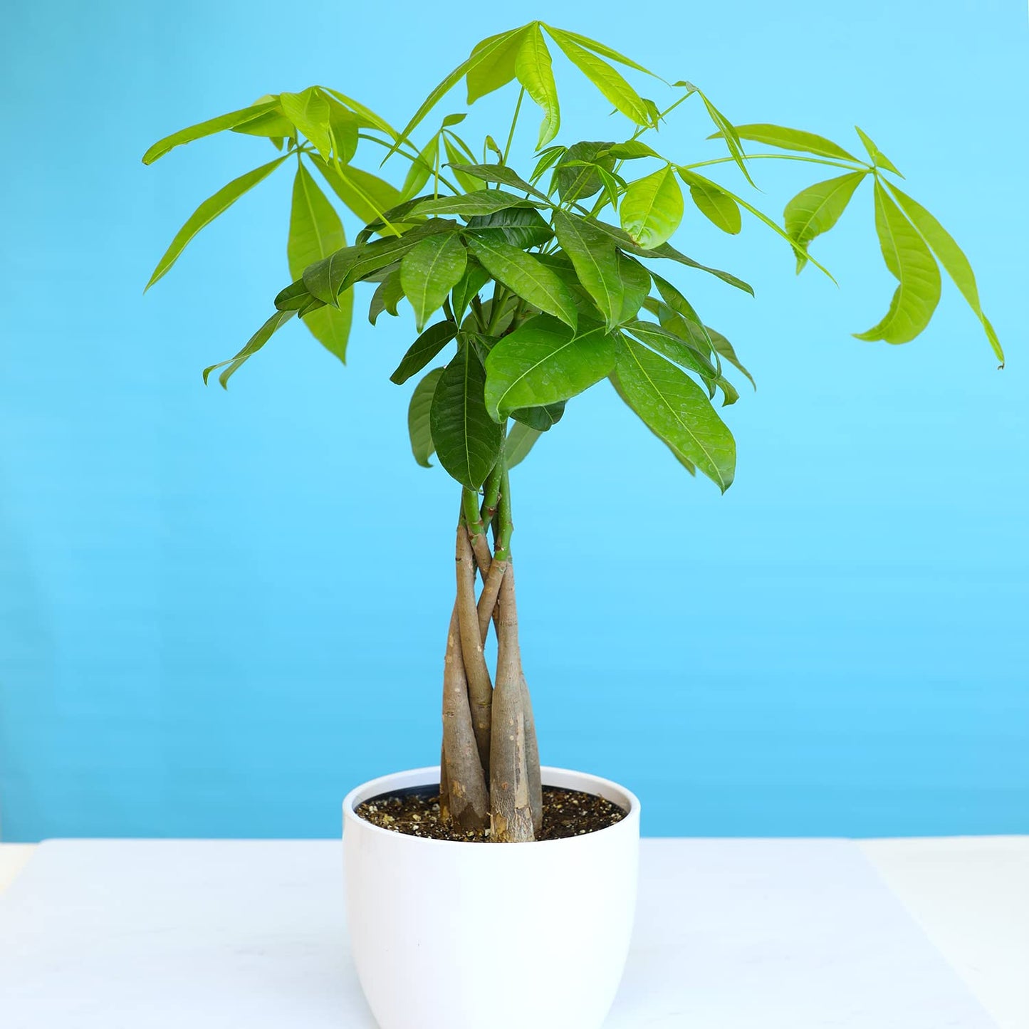 Money Tree Plant Indoor House Plants, Chinese Money Plant Decor, Bonsai Tree Feng & Live Pothos Plants (4PK) Indoor Plants Live Houseplants, Pothos Live Plant House Plants Indoors Live Plants