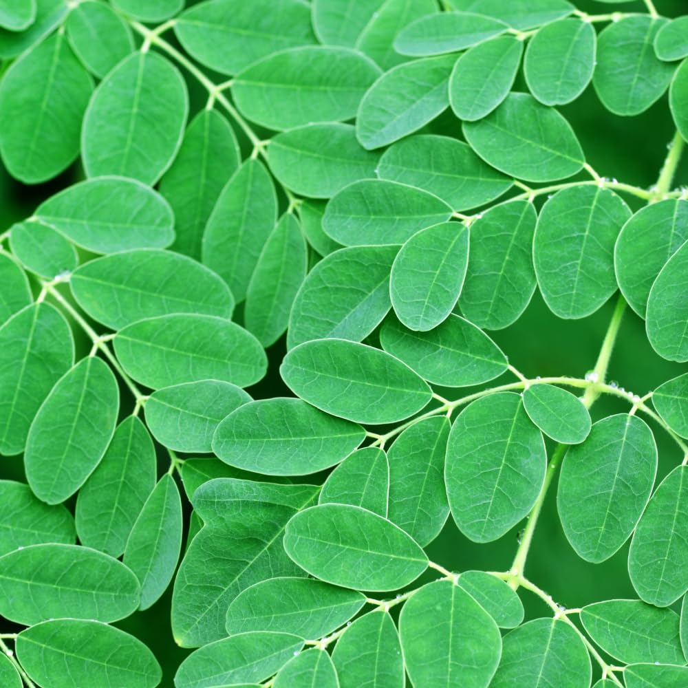 Moringa Plant Live in 4 Inch Pot, Moringa Oliefera Tree Live Plant from 4 to 7 Inches Tall for Outdoor Planting