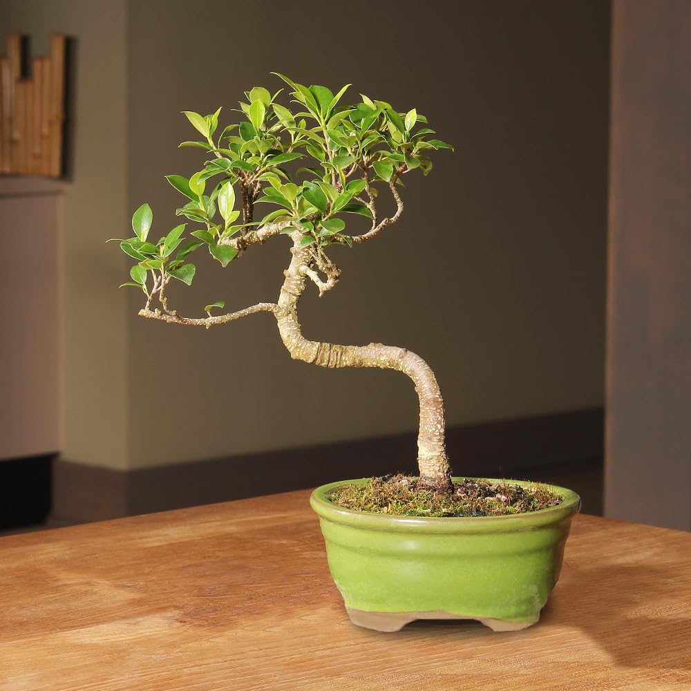 Brussel's Bonsai - Live Golden Gate Ficus Bonsai Tree in Ceramic Bonsai Pot, Indoor Bonsai Plant, 4 Years Old, 5-8 Inches Tall, Easy Care Houseplant for Home or Office (Small, Green)