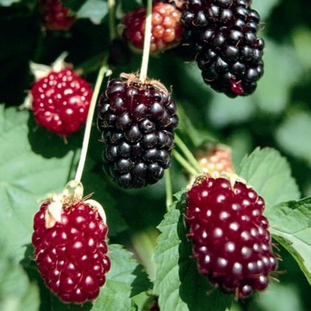 2 Boysenberry Plants Live 5 to 8 Inch Tall, Sweet Boysenberry Trees Live Plants for Planting Indoor Outdoor