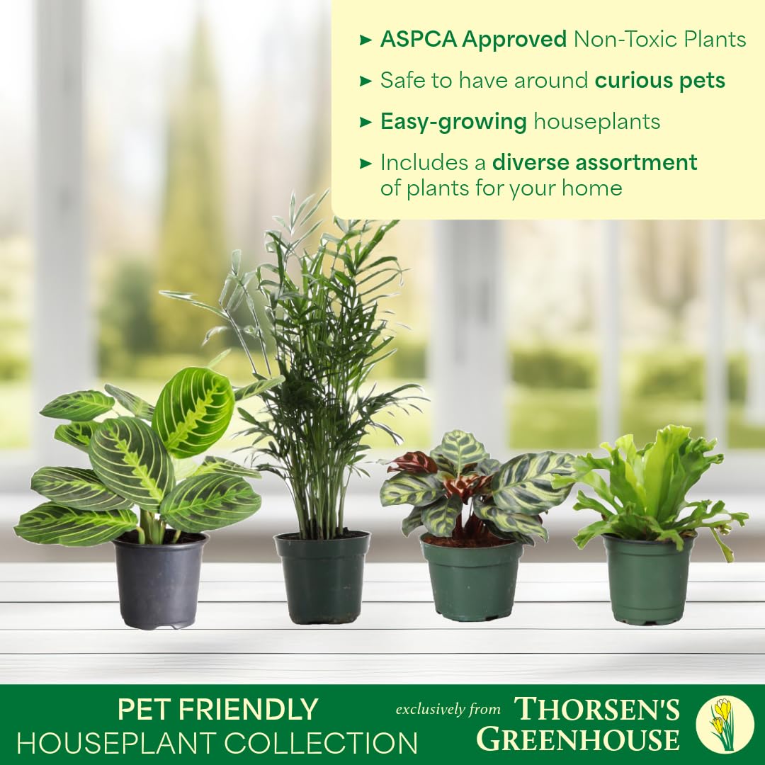 Thorsen's Greenhouse Live Pet Safe Houseplants (4 Pack), Easy to Grow, Pet Friendly & Non-Toxic, Grower's Choice Bundle, 4-inch Diameter Established Plants, Nursery Pot (4-Pack)