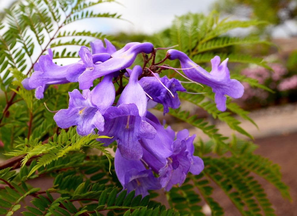 Big Jacaranda Blue mimosifolia (Jacaranda) Tropical Live Fruit Tree(2-3ft)