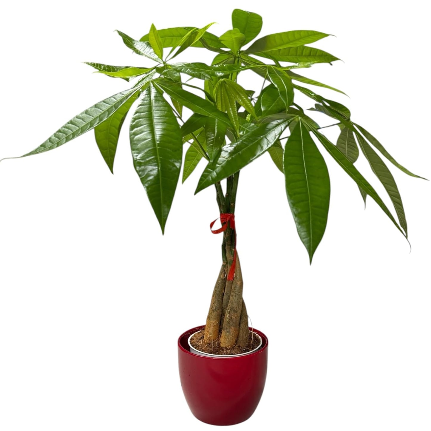 Hopewind Plants Shop Money Tree Live Plant | 14-22 Inches Tall Bonsai | Easy to Grow Indoor Houseplant | Home, Office, or Room Decor | Birthday, Housewarming Gift (Red)