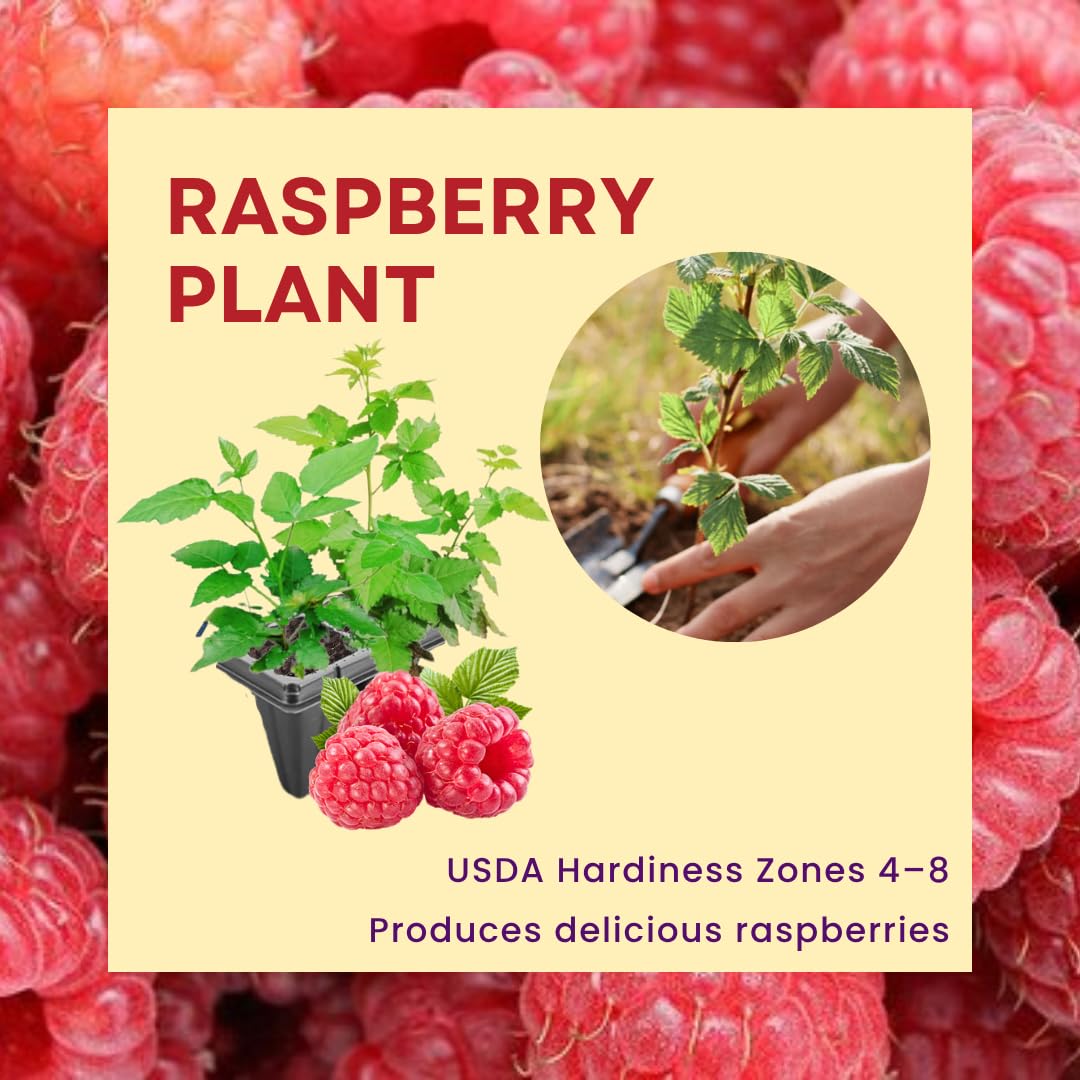 2 Raspberry Plants Live for Planting, Raspberry Bushes Live Plants 5 to 10 Inches Tall, Edible Berries Plant, Sweet Raspberry Fruit (Red Raspberry)