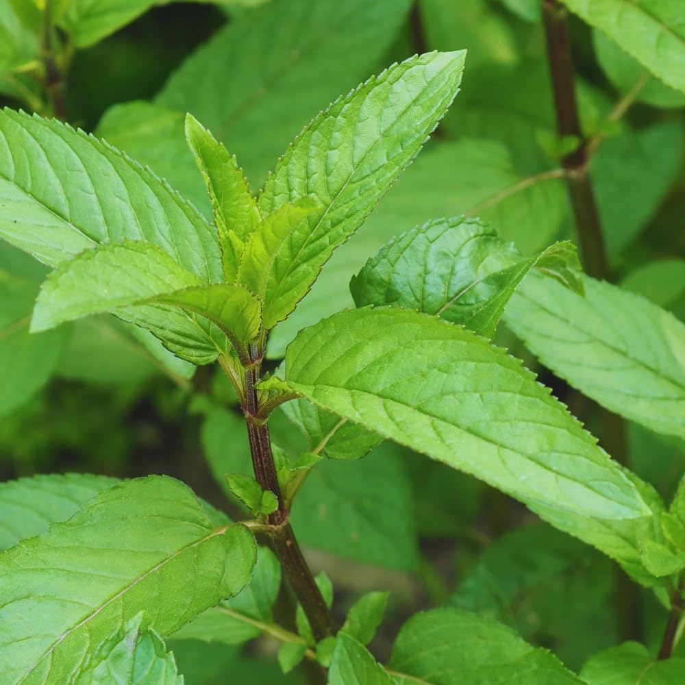 Mint Plant Live, 3 Chocolate Mint Herb Plants, 4 to 6 Inc Tall, Fragrant Perennial Plants for Gardening Outdoor, No Pot