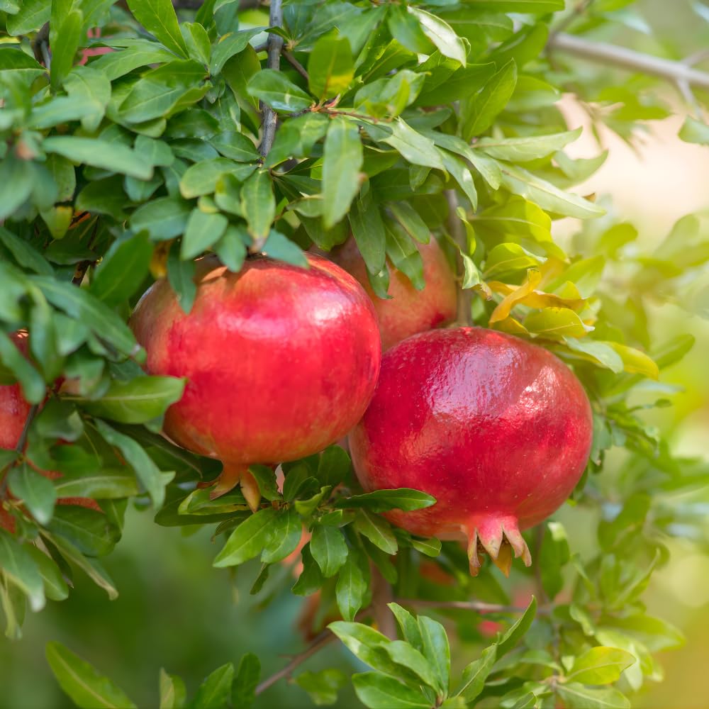 Pomegranate Plants Live for Planting 20-24 Inches Tall in Gallon Pot, Farfianka Pomegranate Live Tree, Easy-Care Landscape Tree for Home Gardens & Backyards, No Ship to CA,HI,AK