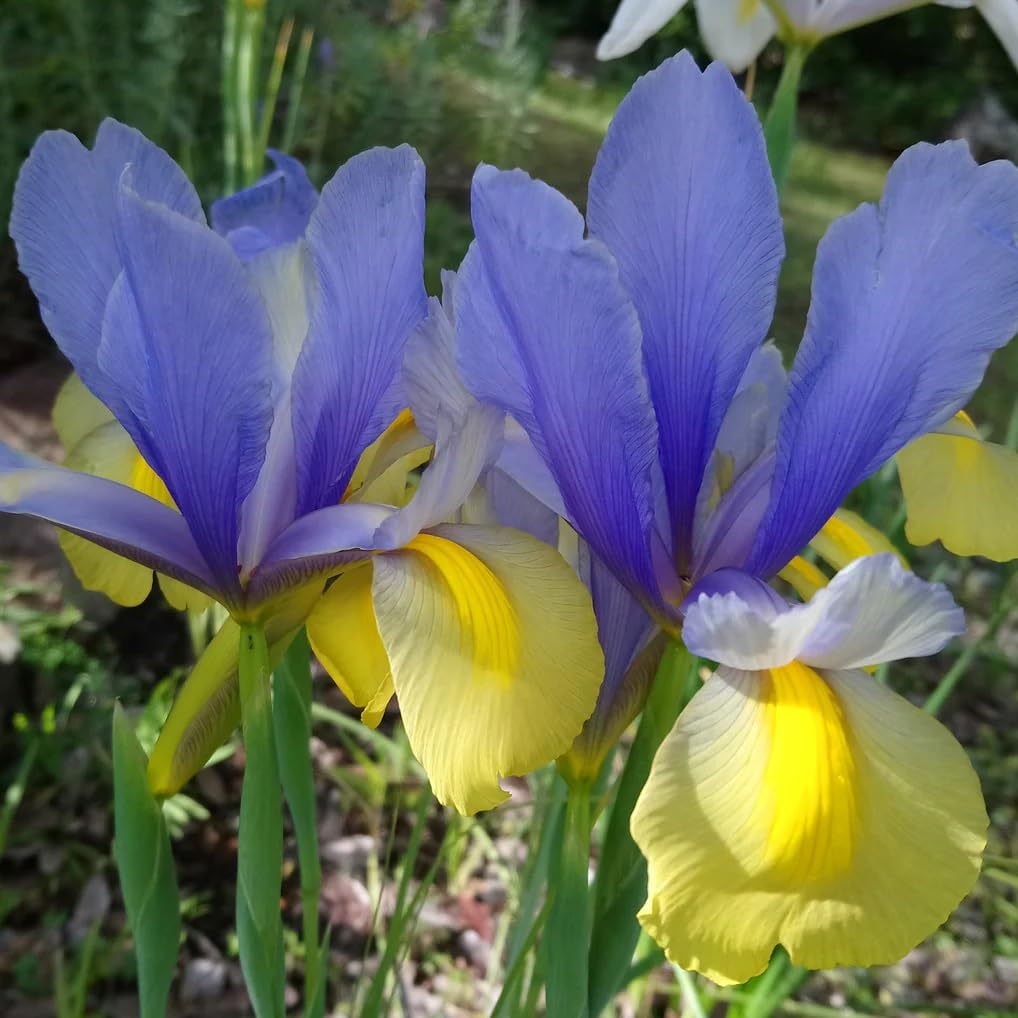 Votaniki Montecito & Miss Saigon Iris Mix Bulbs - Perennial Dutch Iris, Fragrant Blooms | Spring Flowering 15x Montecito and 15x Miss Saigon Iris Bulbs - Easy to Grow (30 Pack)