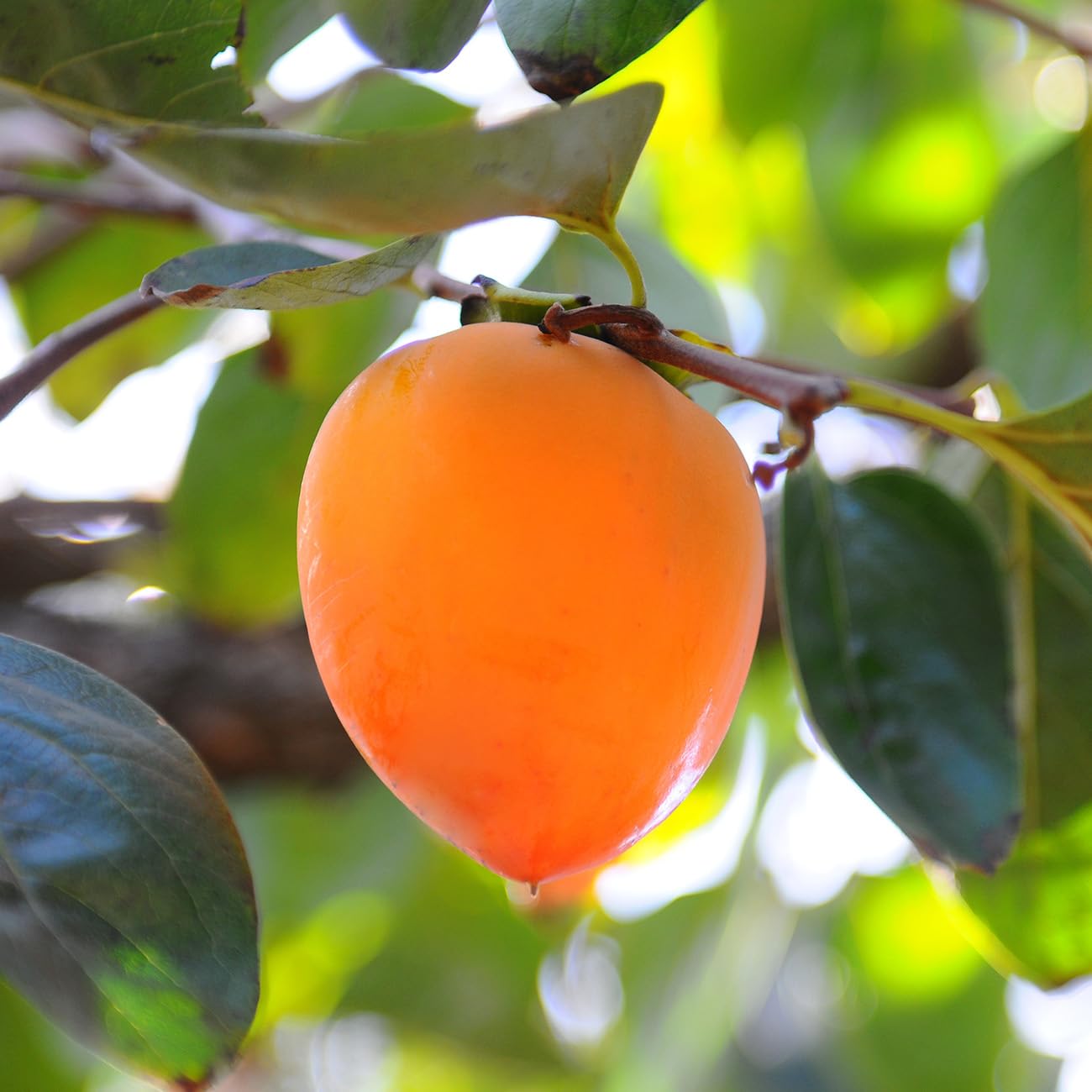 Perfect Plants Chocolate Persimmon Tree 3 Gallon | Live Fruit Tree for Gardens | Sweet Edible Fruits