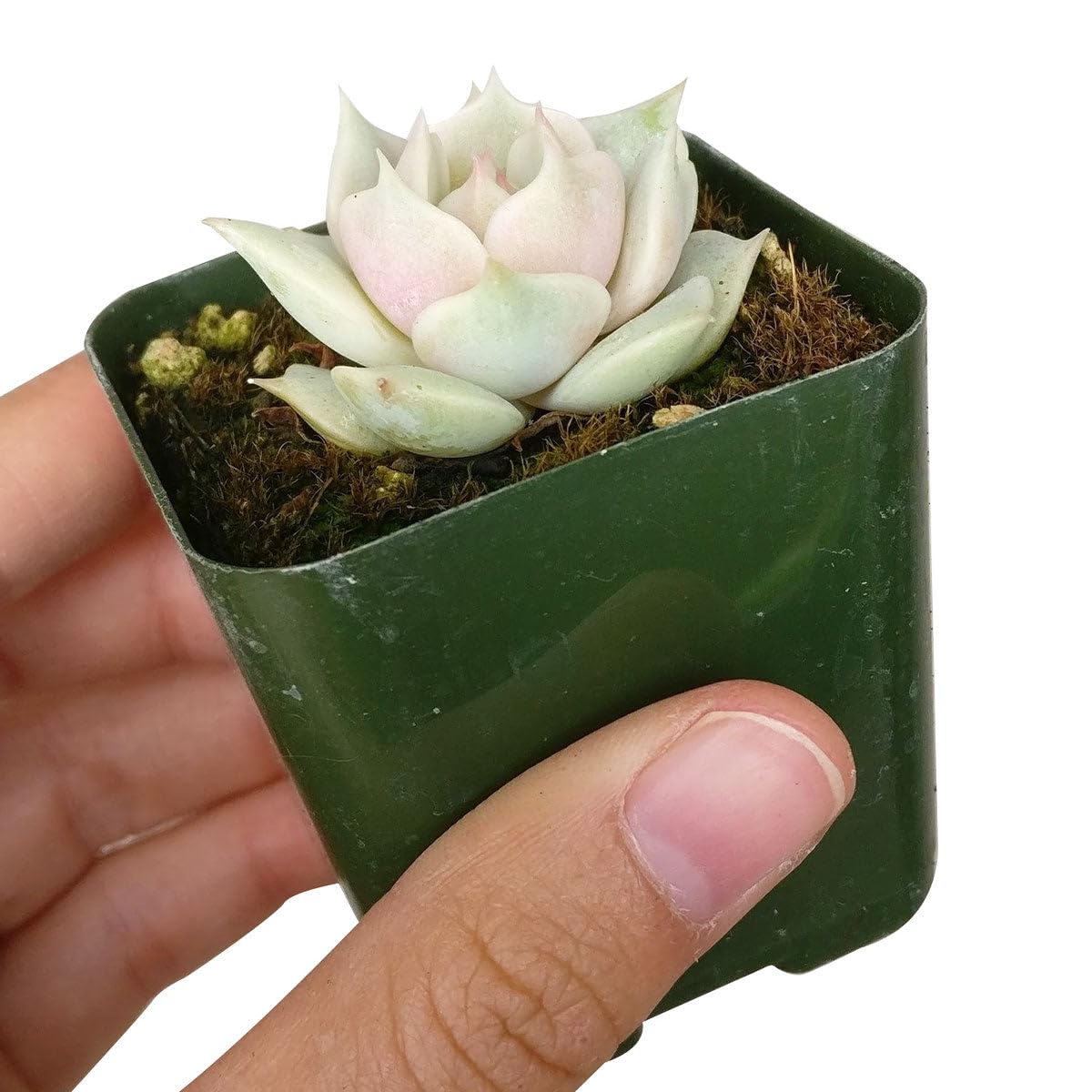Echeveria Lola Succulent - Rosette Succulents 2 inch - Low Maintenance Indoor Live Plants, Floral Shaped Succulents Fully Rooted for Arrangements, Decor & DIY Projects