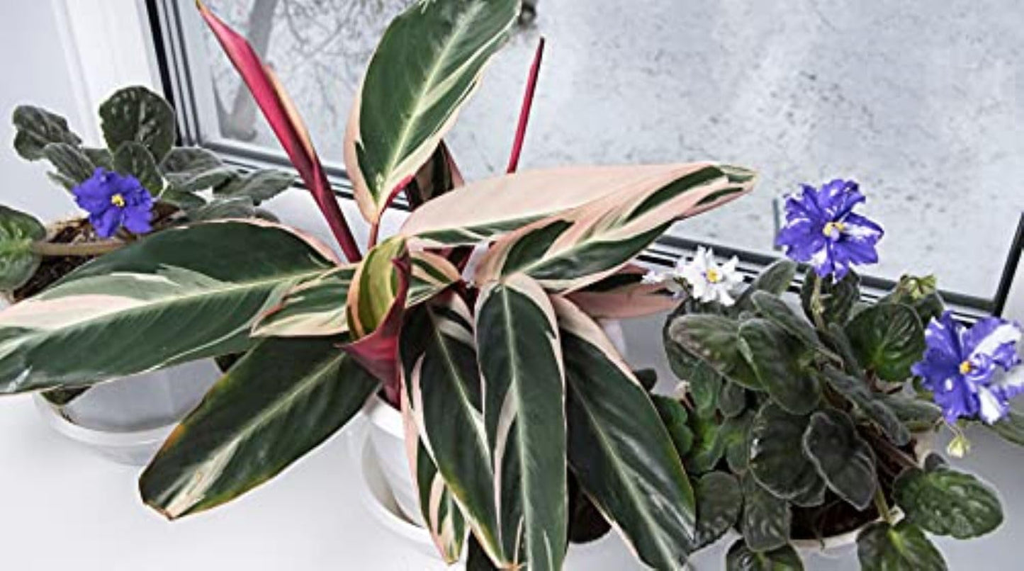 American Plant Exchange Stromanthe Triostar – 10-Inch Pot – Live Tropical Houseplant with Pink, Green & Cream Variegated Leaves, Pet-Friendly Easy Care Plant for Indoor Jungle & Home Décor