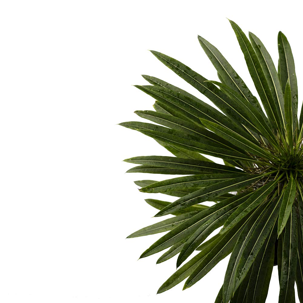 American Plant Exchange Live Madagascar Palm Tree, Plant Pot for Home and Garden Decor, 4" Pot