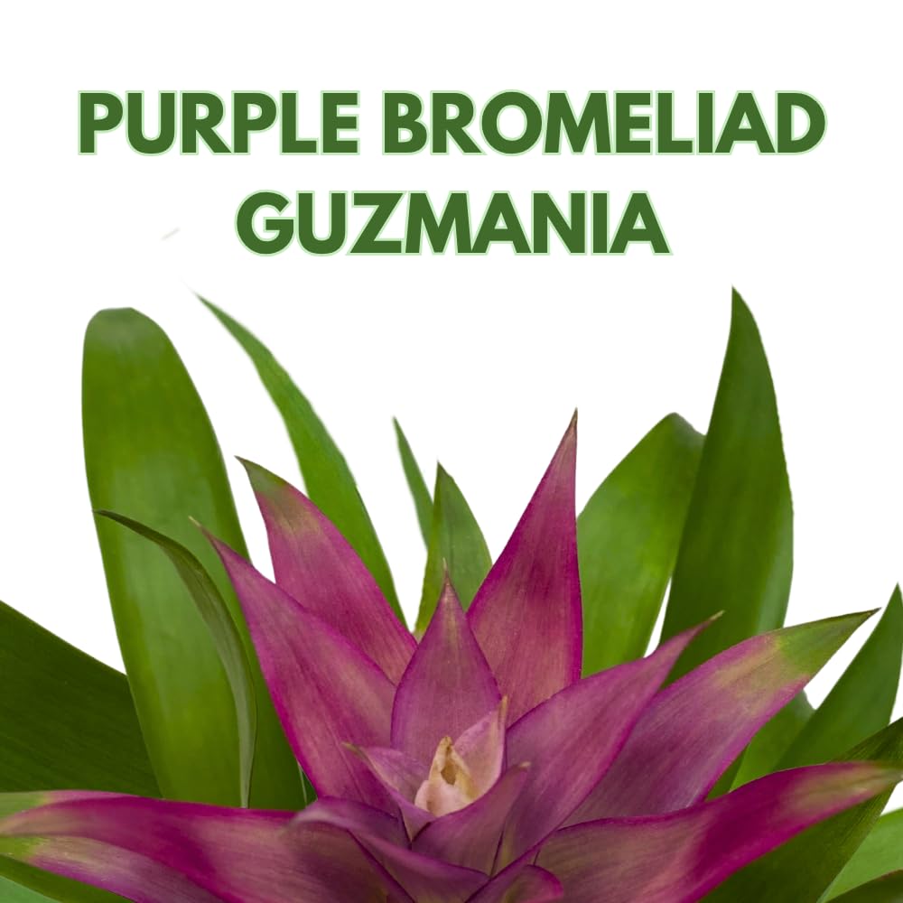 BubbleBlooms Purple Bromeliad in a 4 inch Pot Guzmania monostachia West Indian Tufted Airplant