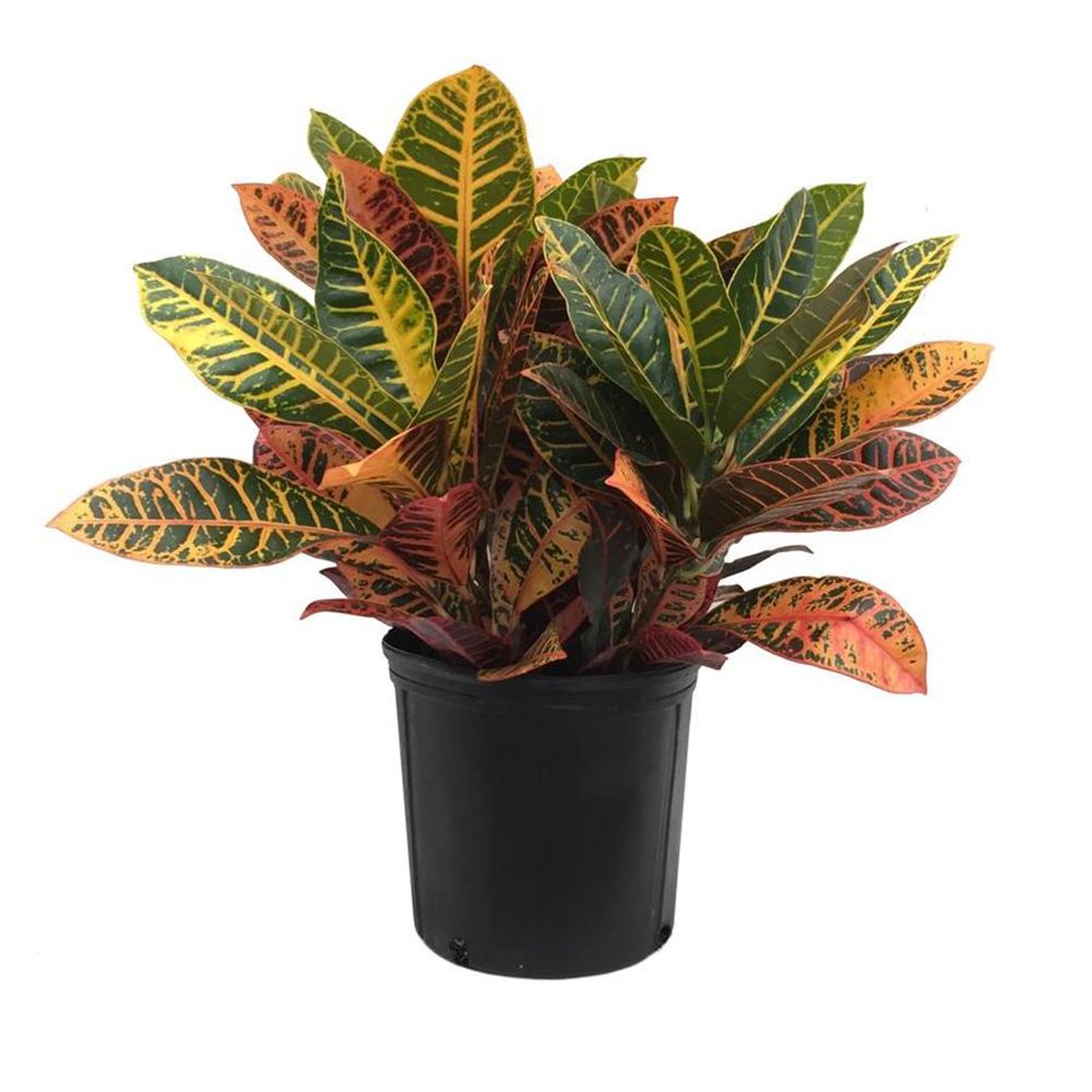 American Plant Exchange Live Petra Croton Plant, Plant Pot for Home and Garden Decor, 10" Pot