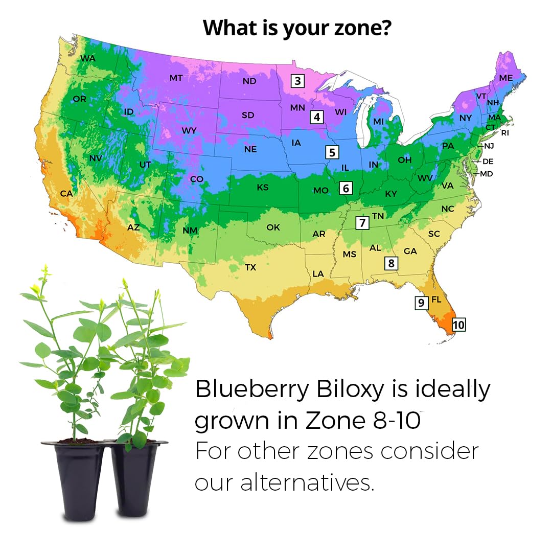 Blueberry Plant Biloxi (4 Pack) Live for Sale | Easy to Grow Plants | Edible Fruit Plant for Sustainable Living | Grow Your own Food on Your Edible Organic Garden| Live for Planting| No Seeds