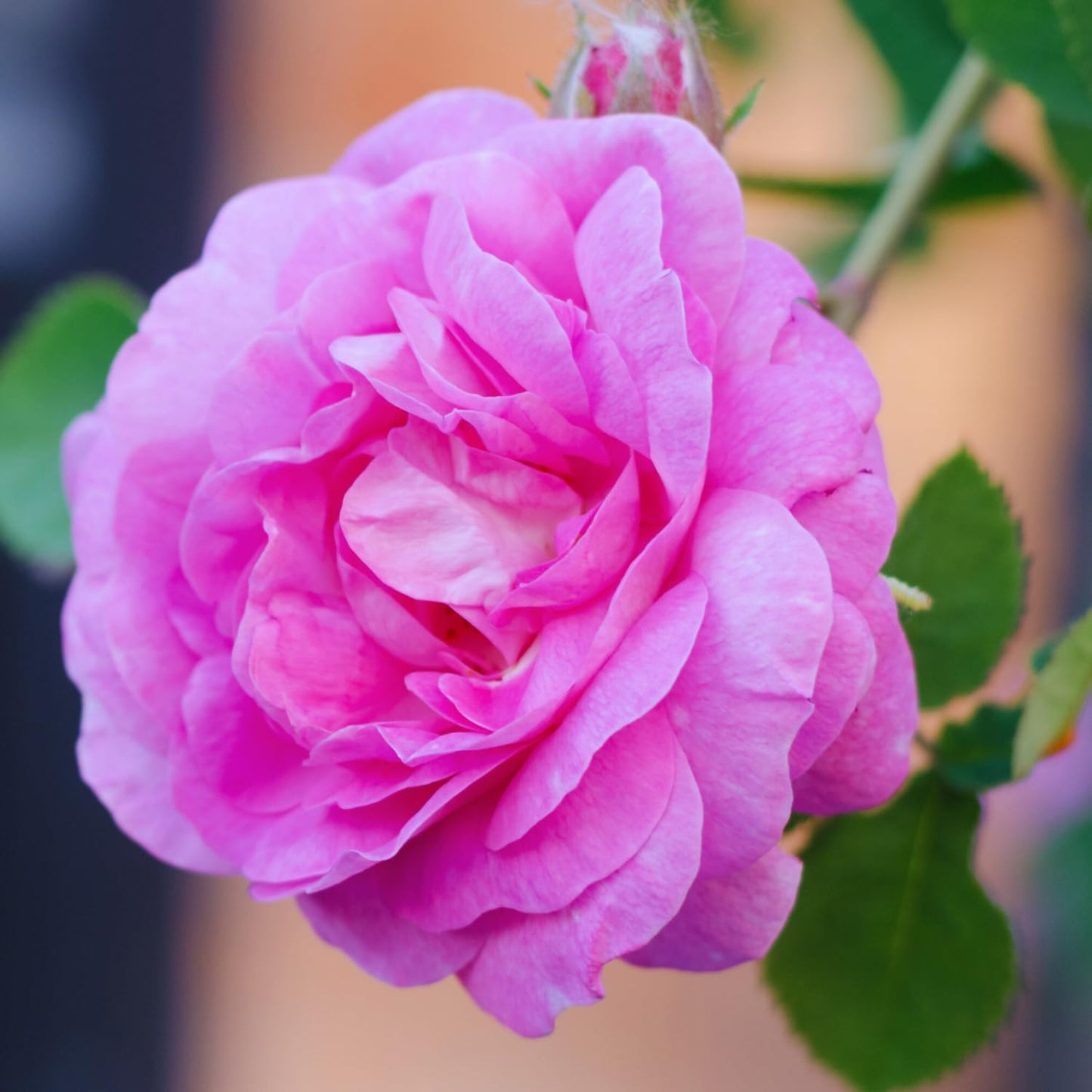 Pink Rose Plant Live, Rose Bush Shrub Plant, Climbing Rose Flower Plant, 2.5 Inc Potted