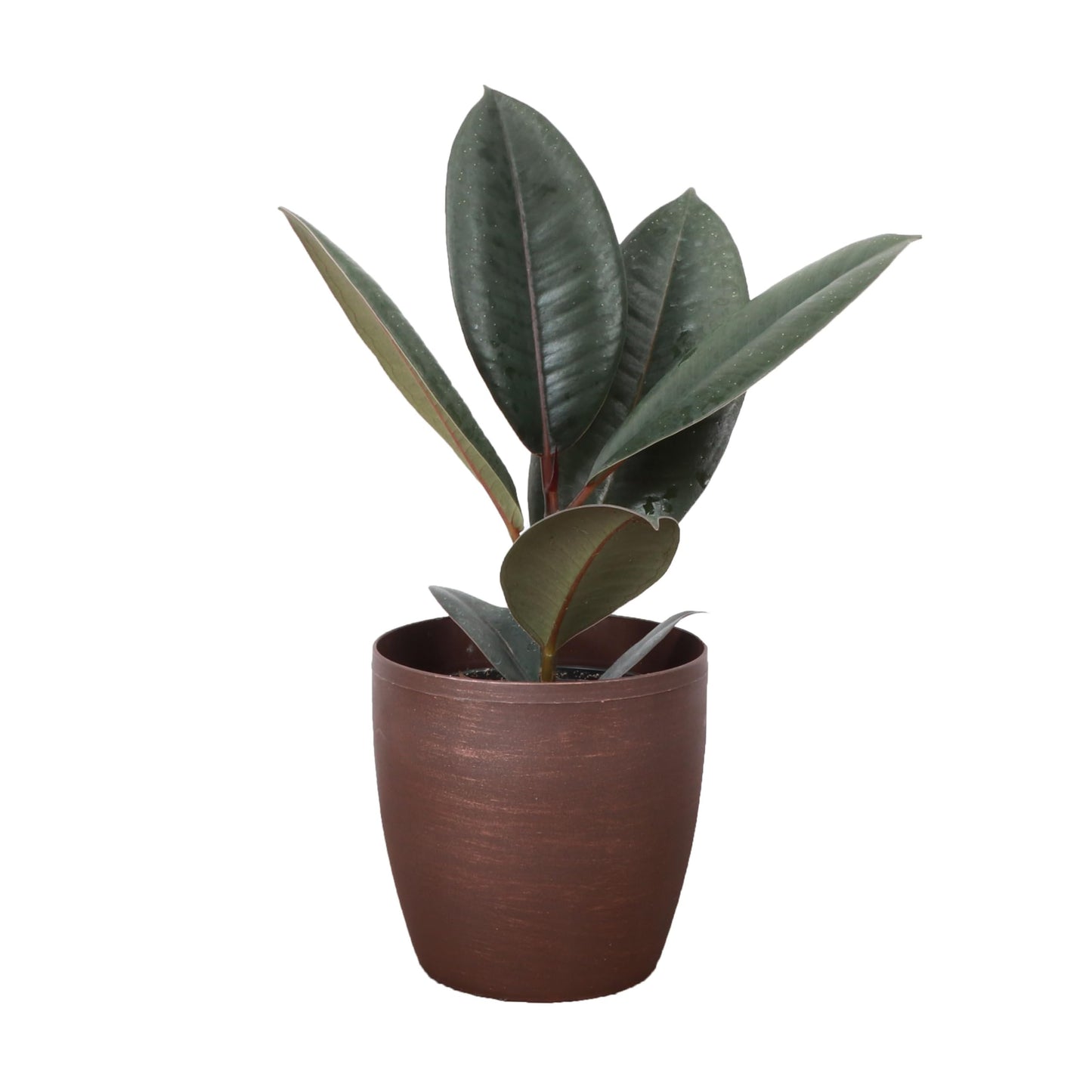 Thorsen's Greenhouse Ficus elastica, Live Indoor Plant, Rare Variety, Natural Air Purifier, Burgundy Rubber Plant, 4-Inch Diameter Pot (Copper)