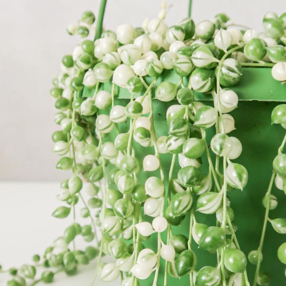 Variegated String of Pearls Plant Live, Succulent Trailing Vine, Indoor Houseplant Live in Pot