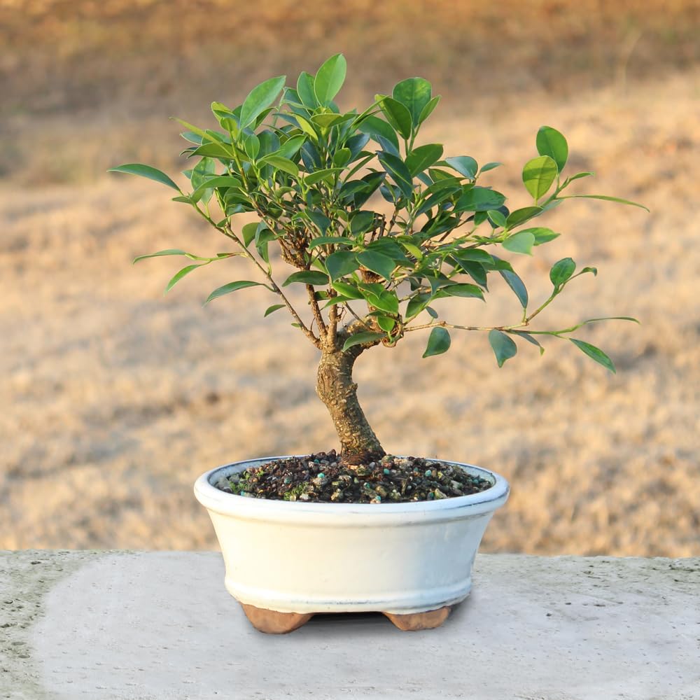 Brussel's Bonsai - Live Golden Gate Ficus Bonsai Tree in Ceramic Bonsai Pot, Indoor Bonsai Plant, 4 Years Old, 5-8 Inches Tall, Easy Care Houseplant for Home or Office (Small, Green)