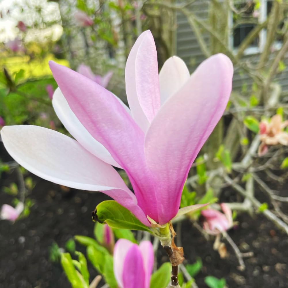1 Year Old Jane Magnolia Tree in 2.5" Pot, Fragrant Pink White Flowers, Dormant in Winter, 6-12 Inch Magnolia Trees Live Plants, No Leaf