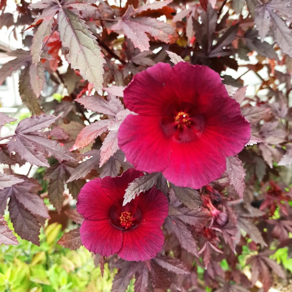 2 Hardy Hibiscus Plants Live, Cranberry Hibiscus Flowers Plants from 5 Inches Tall