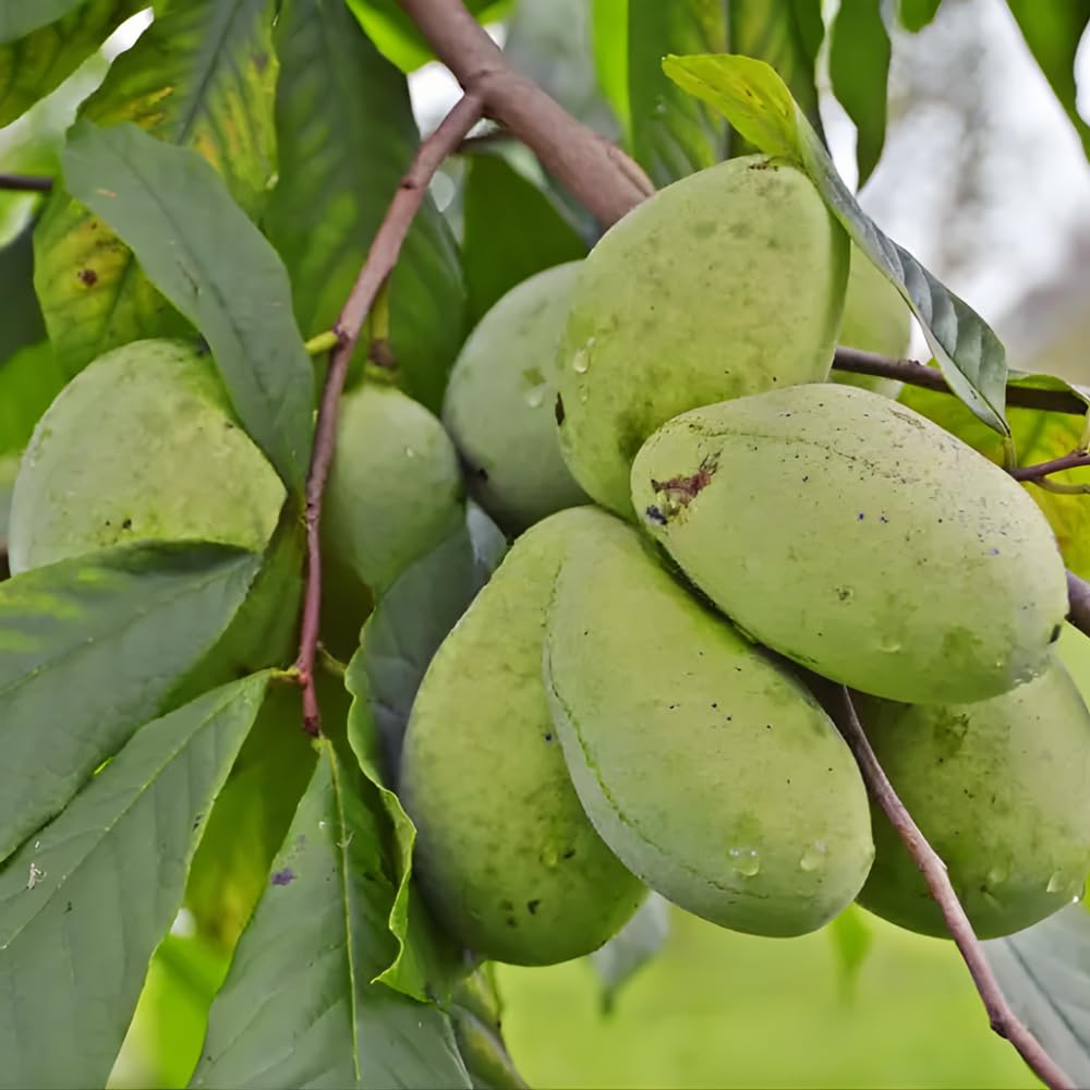 2 Pawpaw Live Plants, 12-24 Inch Tall, Asimina Triloba Native Fruit Trees, Deciduous Tropical Tree for Backyard, Dormant Plant