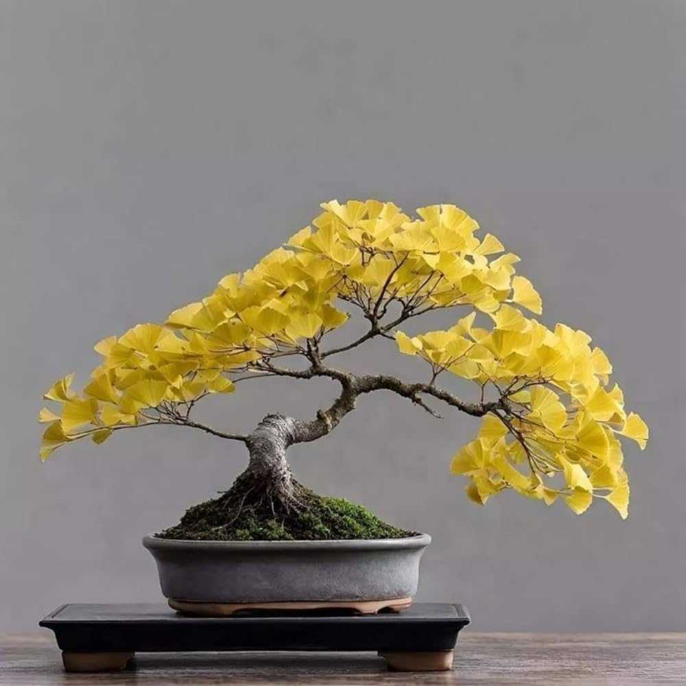 2 Ginkgo Trees Live Plants Seedlings, Hardy Ornamental Gingko Biloba Bare Roots 6-12'' Tall, Winter Dormant, Outdoor Planting