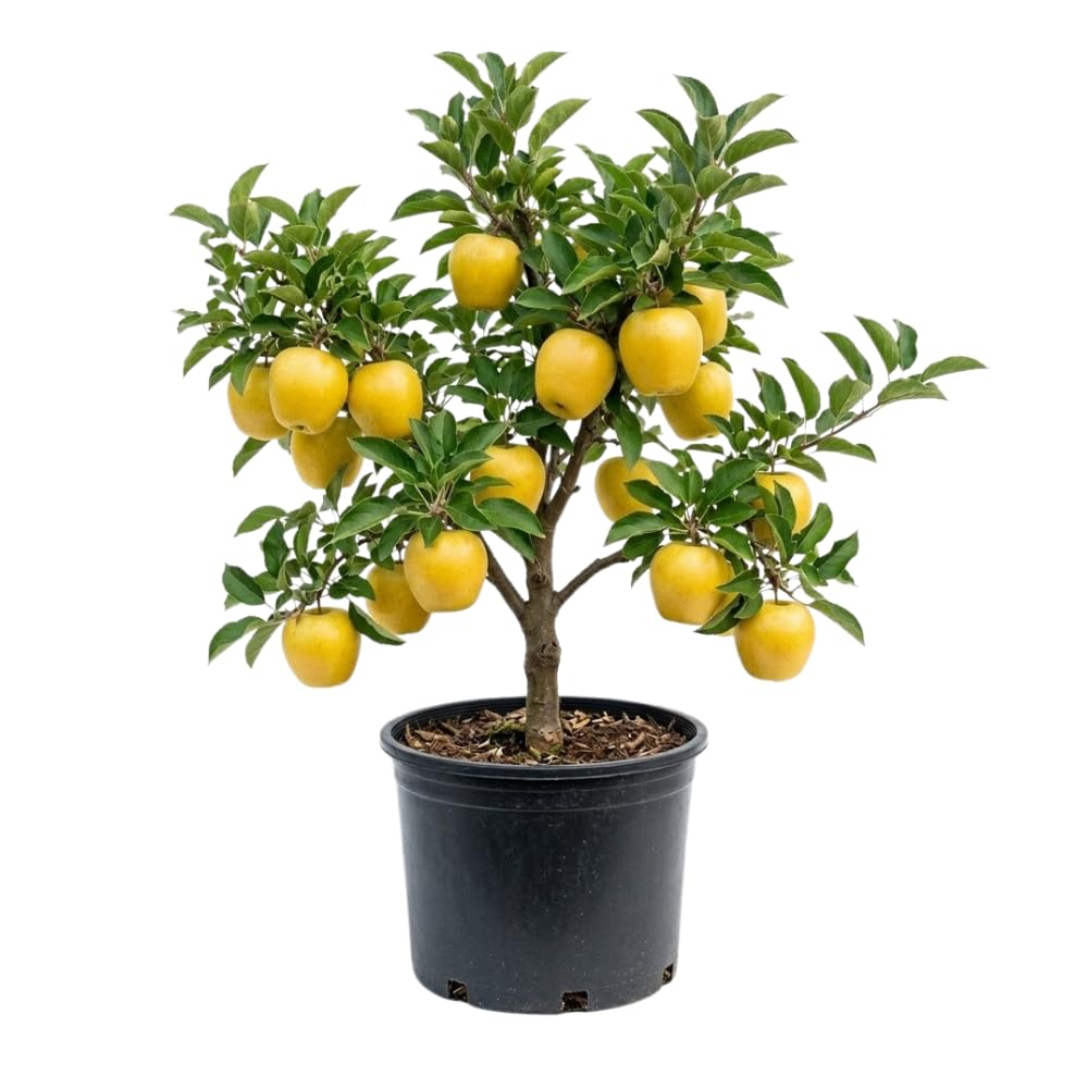 Golden Delicious Apple Trees Live Plants, Apple Tree, Well Rooted, 3 Feet, 3 Gallon Pot, Sweet Fruit Tree for Edible Garden, No Ship to CA