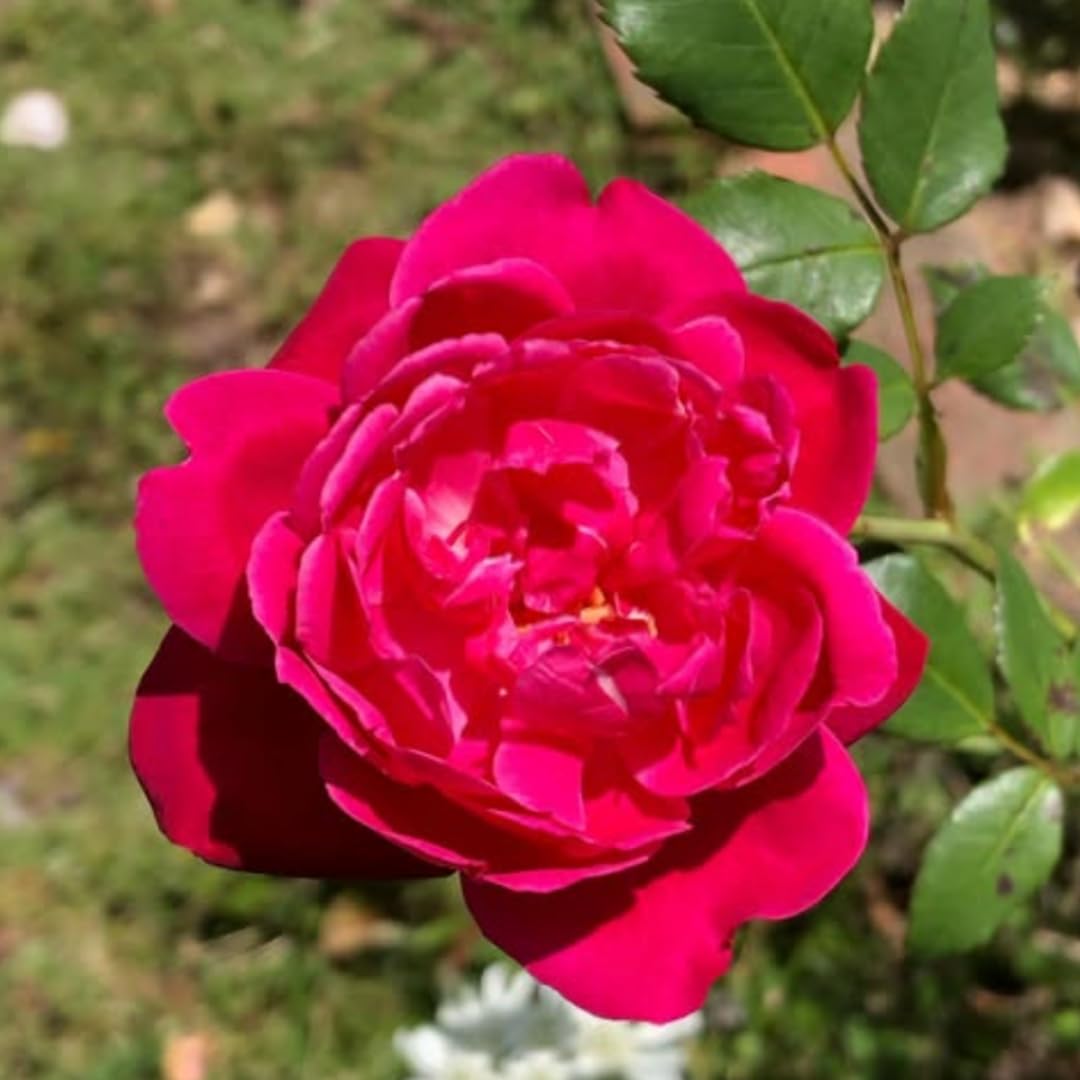 Fragrant Climbing Rose Live Plant, Well Rooted 5-9" Tall, No Leaf, Indoor Outdoor Climber, Rose Bush, Hybrid Tea Rose Like (Deep Red Pink)