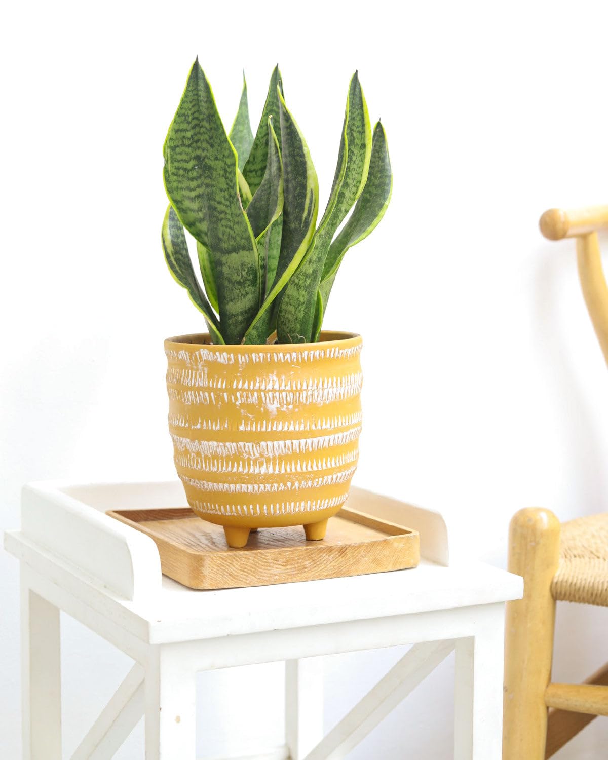 Snake Plant Sansevieria Laurentii (4 inch) - Lucky Houseplants - 4/6 inch Unique Live Decorative Houseplants - Easy to Care Indoor Plants, Perfect for Office, Home & Feng Shui Decor