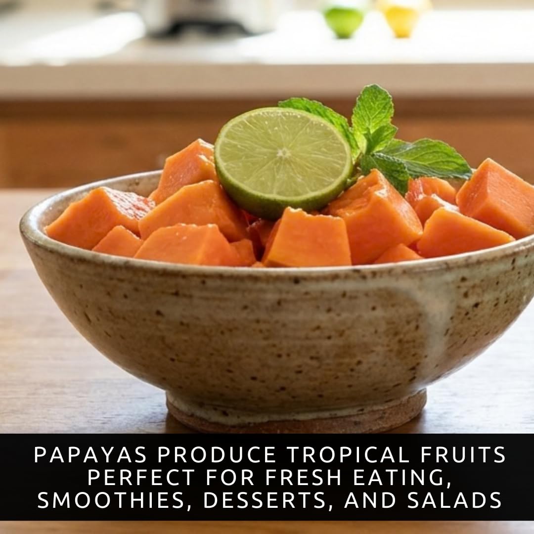 10 Dwarf Papaya Seed Sweet Fruit Tree Seeds for Planting - Grow Your Own Tropical Fruit Tree at Home, Patio, or Garden – Non-GMO, Fast-Growing, Edible Orange Fruits Perfect