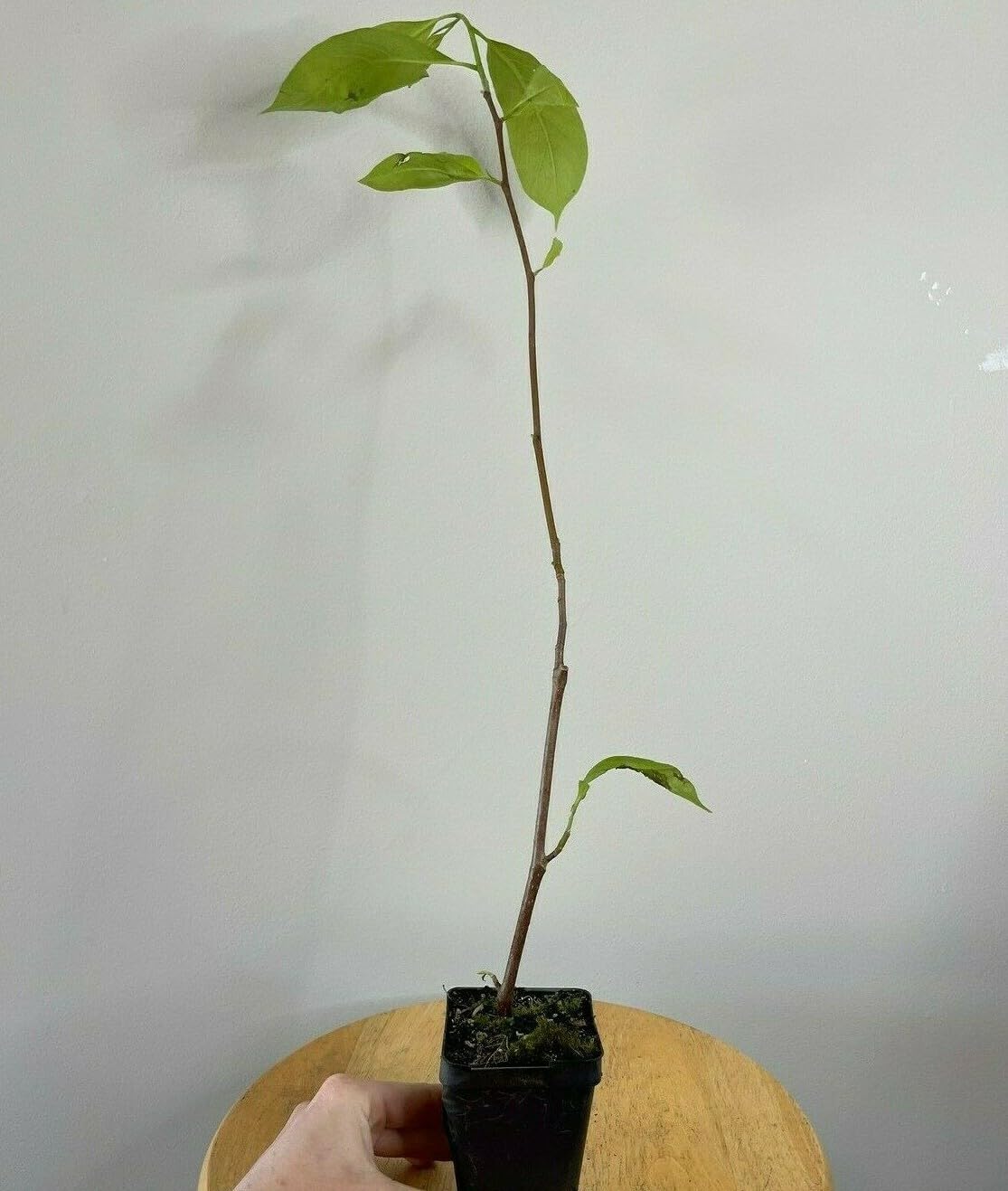 Live Plant - Saucer Magnolia Tree/Shrub - 6-12" Tall - Live Plant - 2.5" Pot - (Soulangeana)