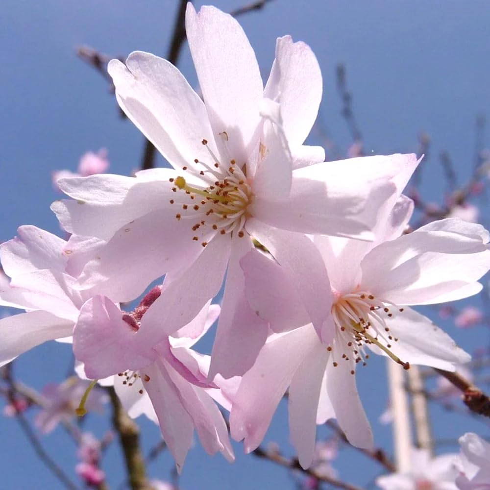 Cherry Blossom Tree Live Plant, 8-12" Tall, Ornamental Flowers for Outdoor Planting, in Pot (Autumn Cherry)