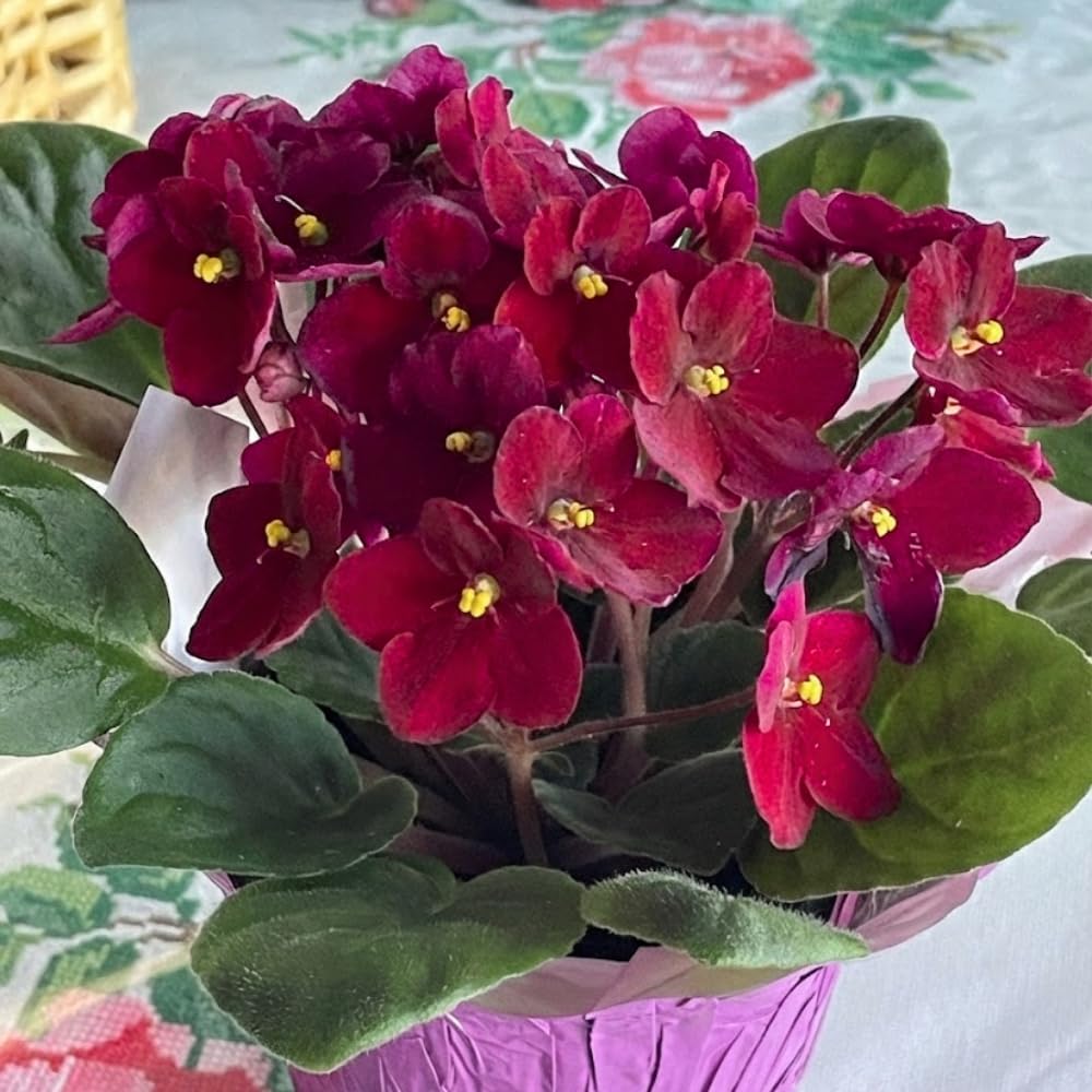 Red African Violets Live Plants House Plants in 4" Pot, Vibrant Blooms for Indoor Décor, Home or Office, Easy to Grow