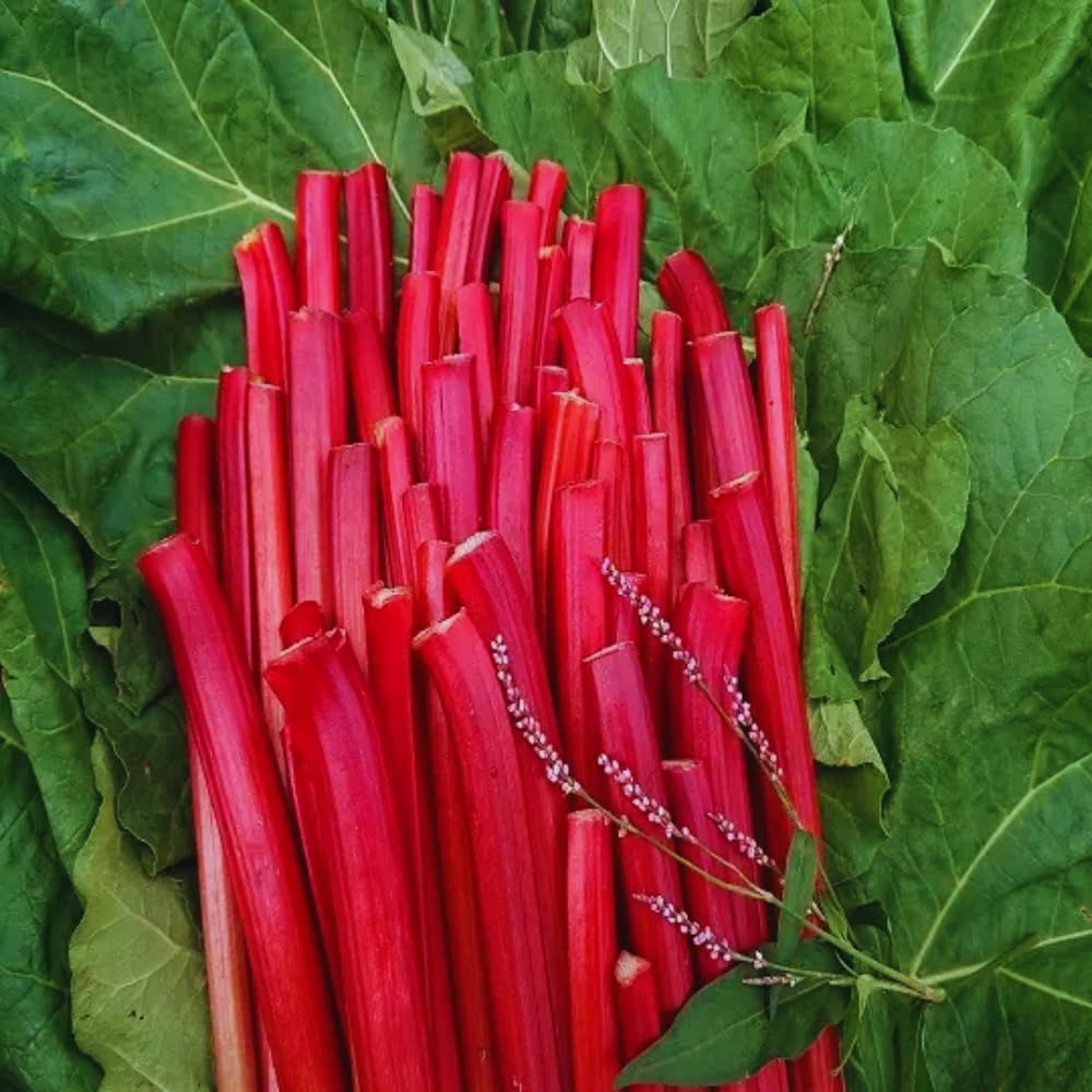 Pack 5 Rhubarb Plants Roots for Planting, Large Rhubarb Plants Live Root for Planting Outside, 4 to 6 Inc Tall, Perennial Vegetable Plant for Backyard Gardens, Large Roots