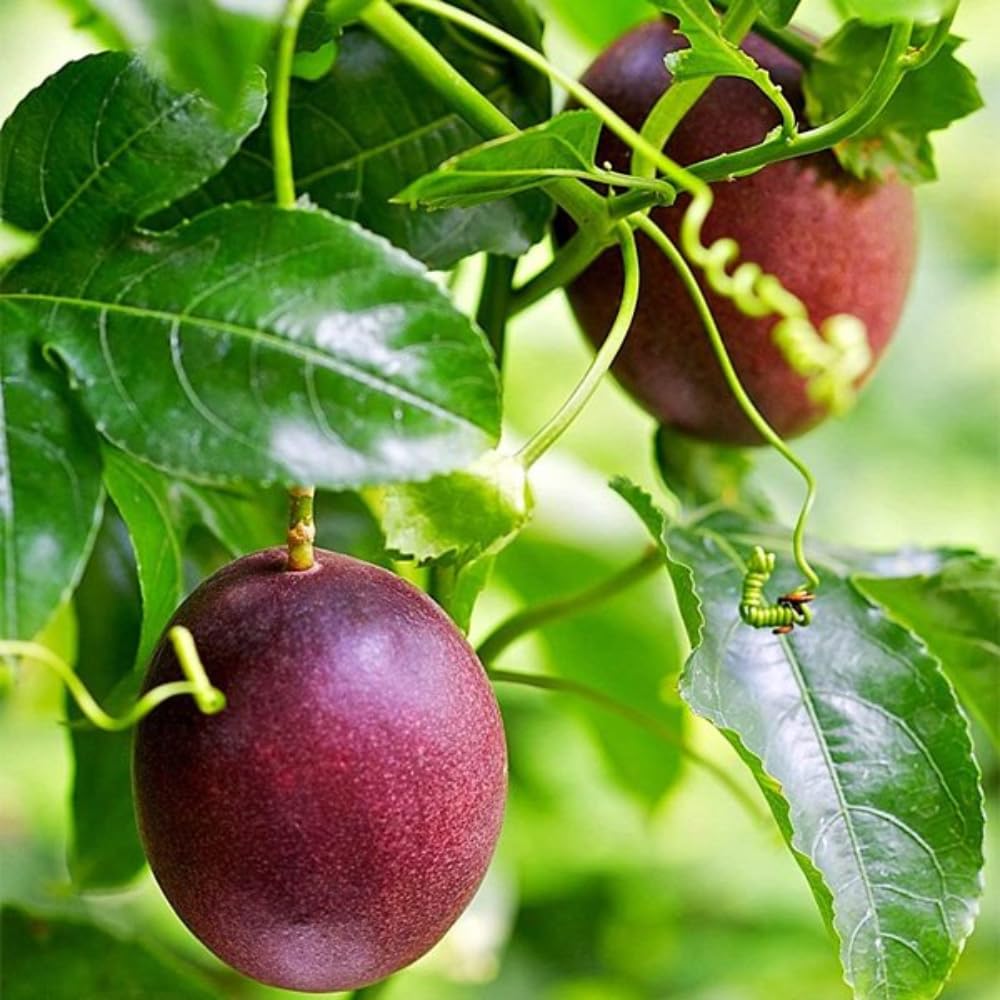 Red Passion Fruit Plant Live, Tropical Fruit Vine for Planting, 5-10" Tall, Sweet Edible Fruits, Passionfruit Seedling