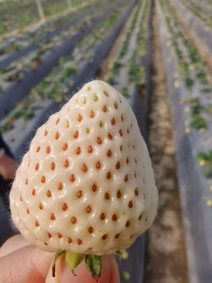 Rare Live White Pineberry Strawberry Plant - Non-GMO Fruiting Shrub in 4-Inch Nursery Pot – Creamy White Fruit with Red Seeds – Sweet & Tropical Flavor for Home Gardens and Patio Containers