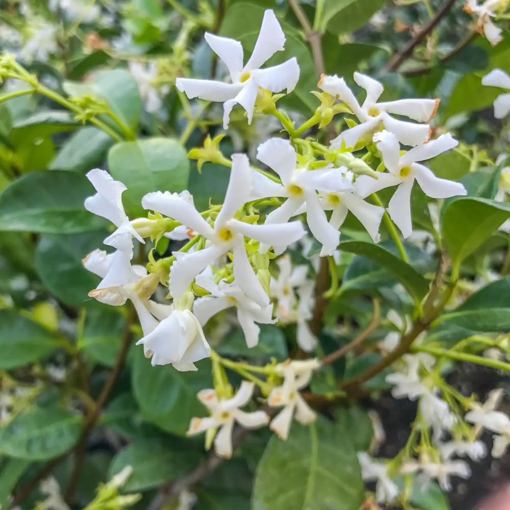 Jasmine Plant, Fragrant Jasmine Flower Vine 4-8 Inches Well Rooted for Container, Hanging Basket Growing (Star)