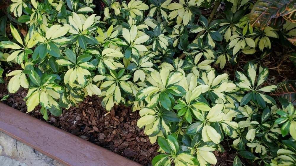 Arboricola Variegated Schefflera Trinette I 20 Live Plants I Vibrant Green & Yellow Foliage, Easy-Care Indoor & Outdoor Plant, Air-Purifying, Ideal for Home