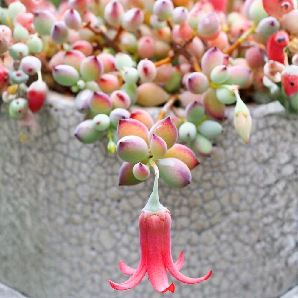 Cotyledon Pendens Succulent Plant Live – 4 Inch Pot | Rare Trailing Houseplant | Easy-Care Indoor Succulent