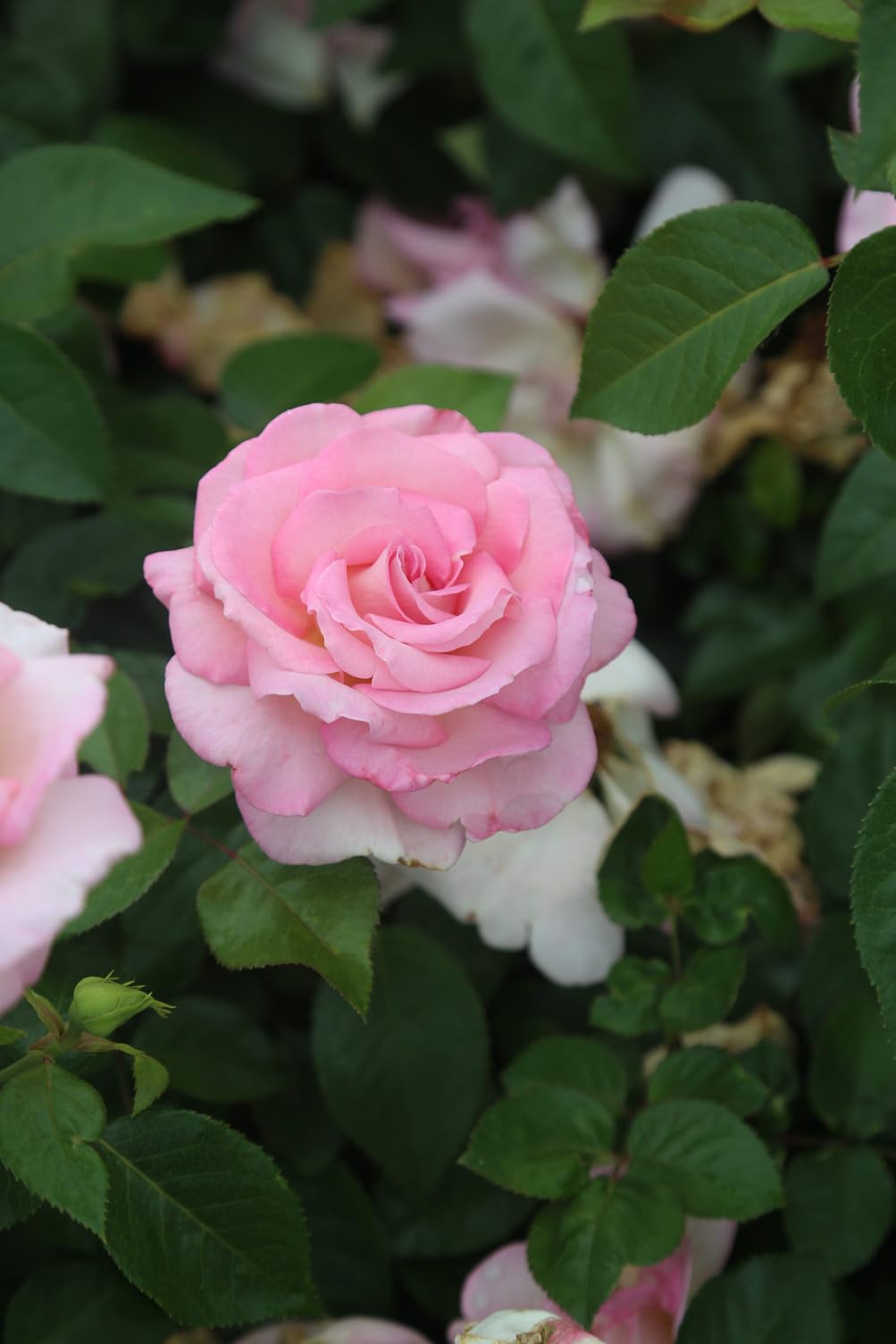 Heirloom Roses Rose Bush - La Fleurette Pink Moderately Fragrant Hybrid Tea Live Plants for Outdoor Garden