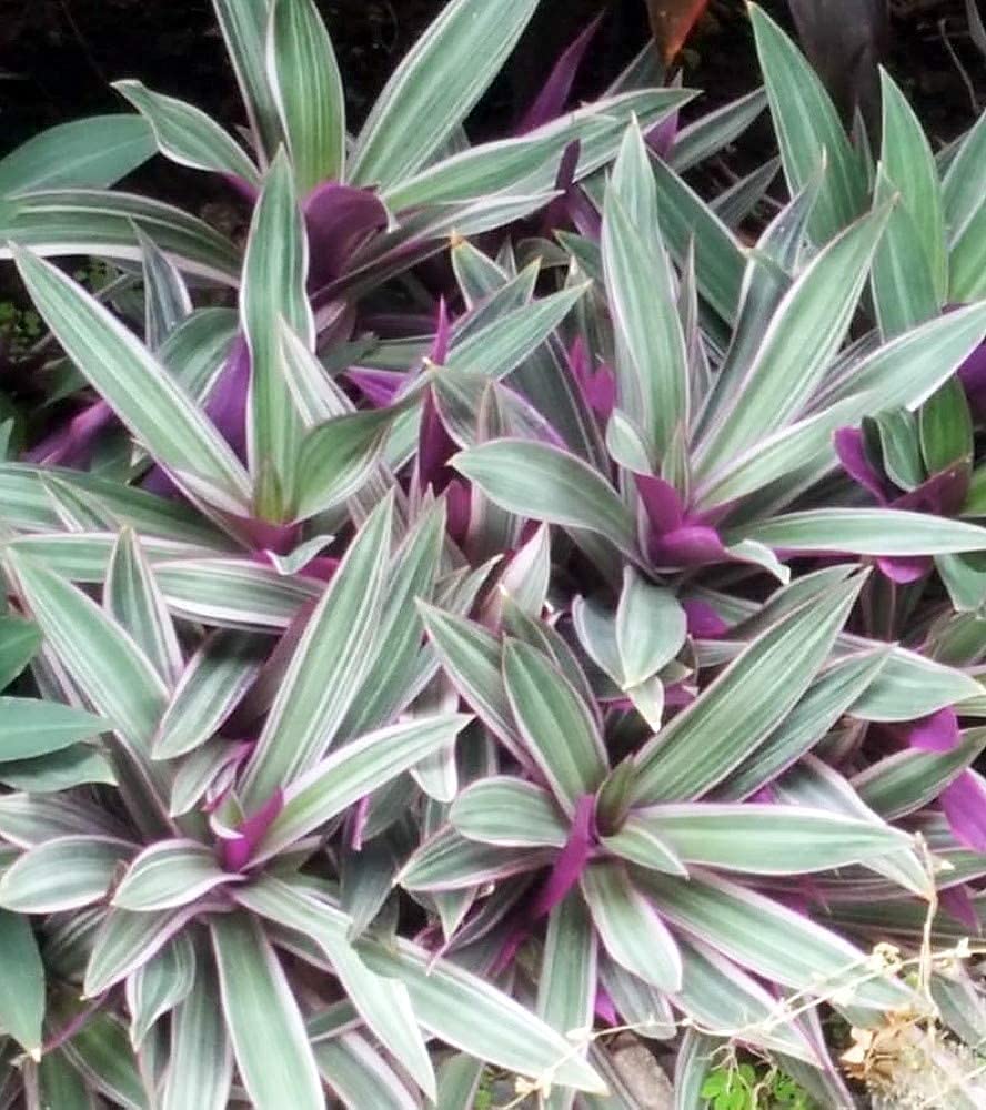 JM BAMBOO Nanouk Moses in The Cradle Plant -2 Plants -Rhoeo spathacea Tricolor 4inch Pot