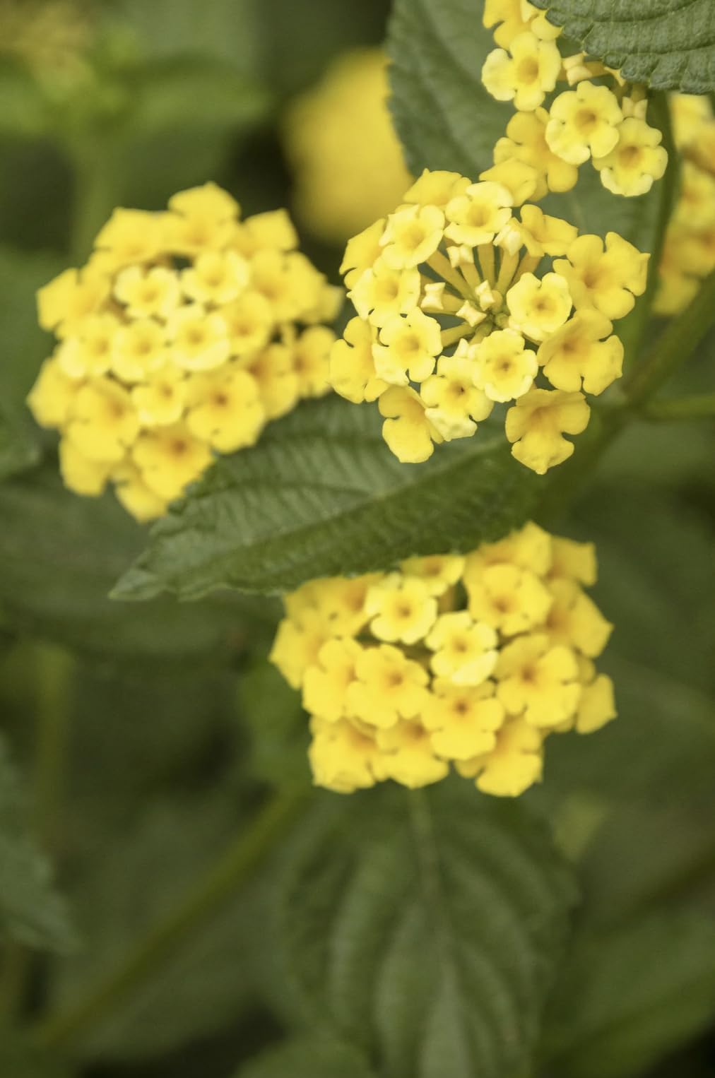 Lantana Plants Live - Chapel Hill Gold Pack of 3 Lantana Live Plants for Planting - 4-6 Inches Tall - Pollinator-Friendly, Container-Friendly, Easy Care