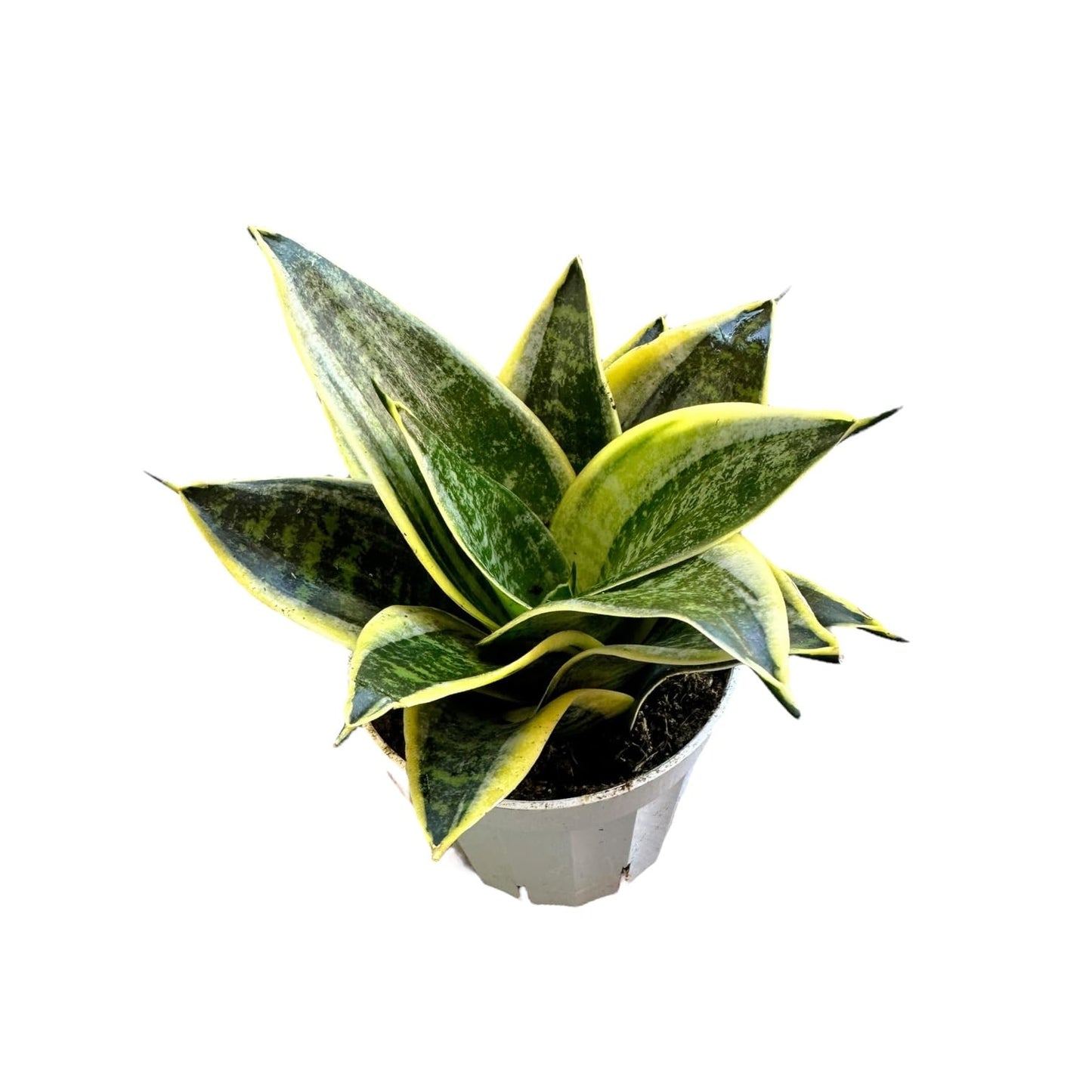 Hopewind Plants Shop Snake Plant, Sansevieria, Live Indoor Plant, Easy Care, Air Purifying Plant, 4 inch Pot (Ocean Star)