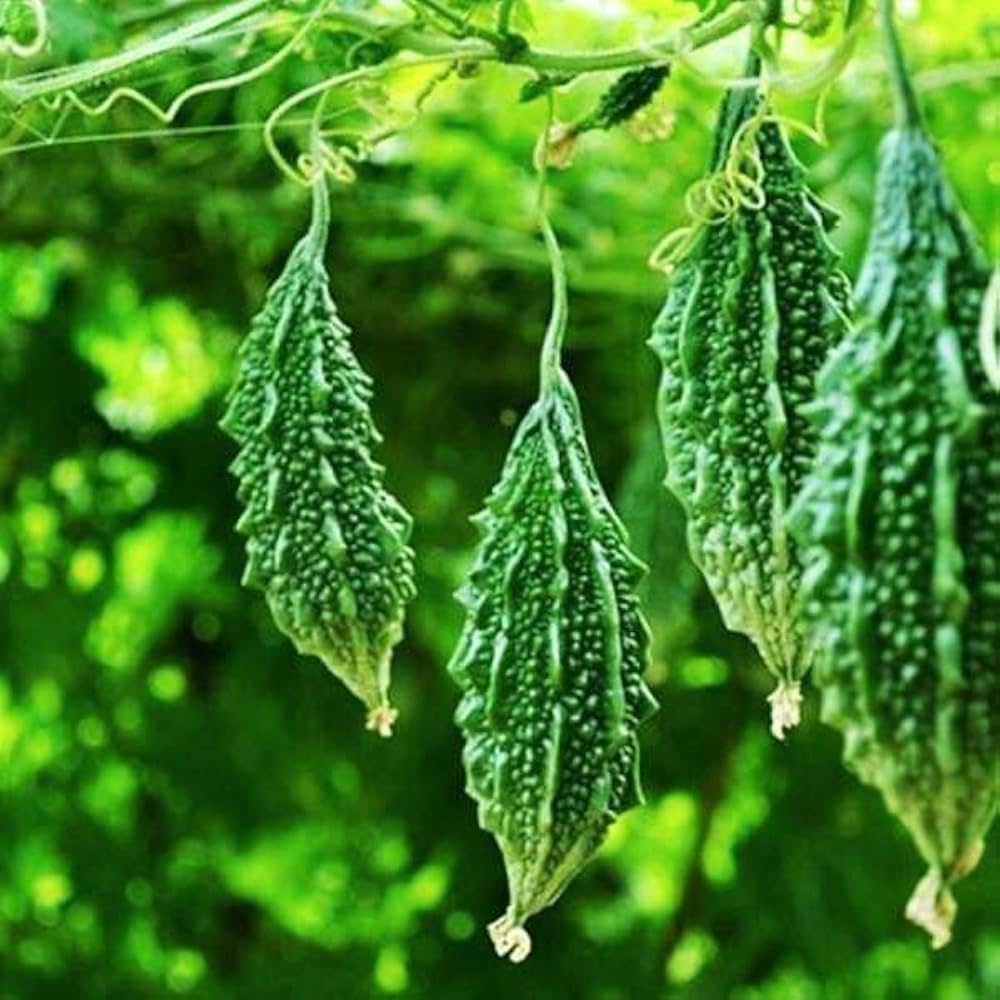 Indian Bitter Gourd Seeds for Planting, Easy to Grow Vegetable Seeds for Home Garden, Terrace Gardening, Balcony Planters, and Outdoor Cultivation (Pack of 40)